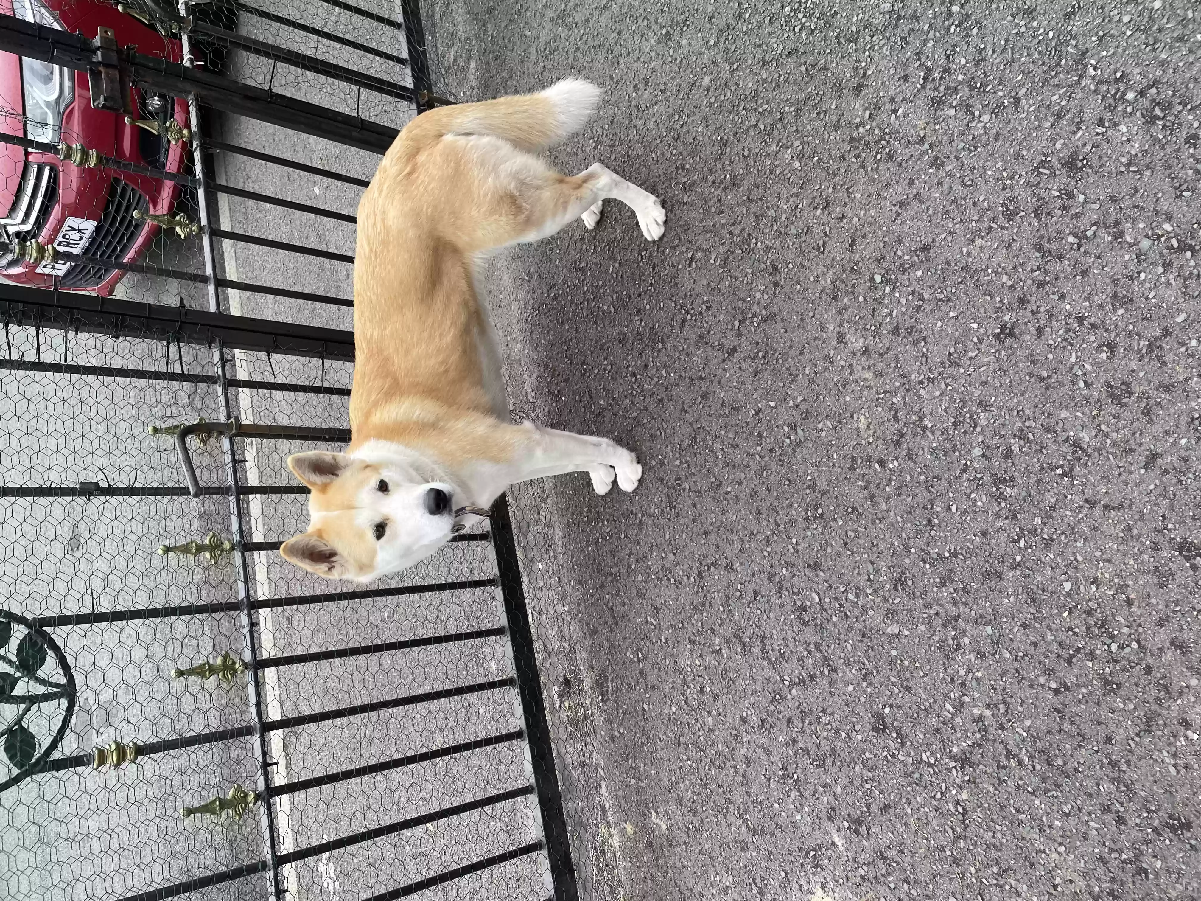 adoptable Dog in Salford,England named Narla
