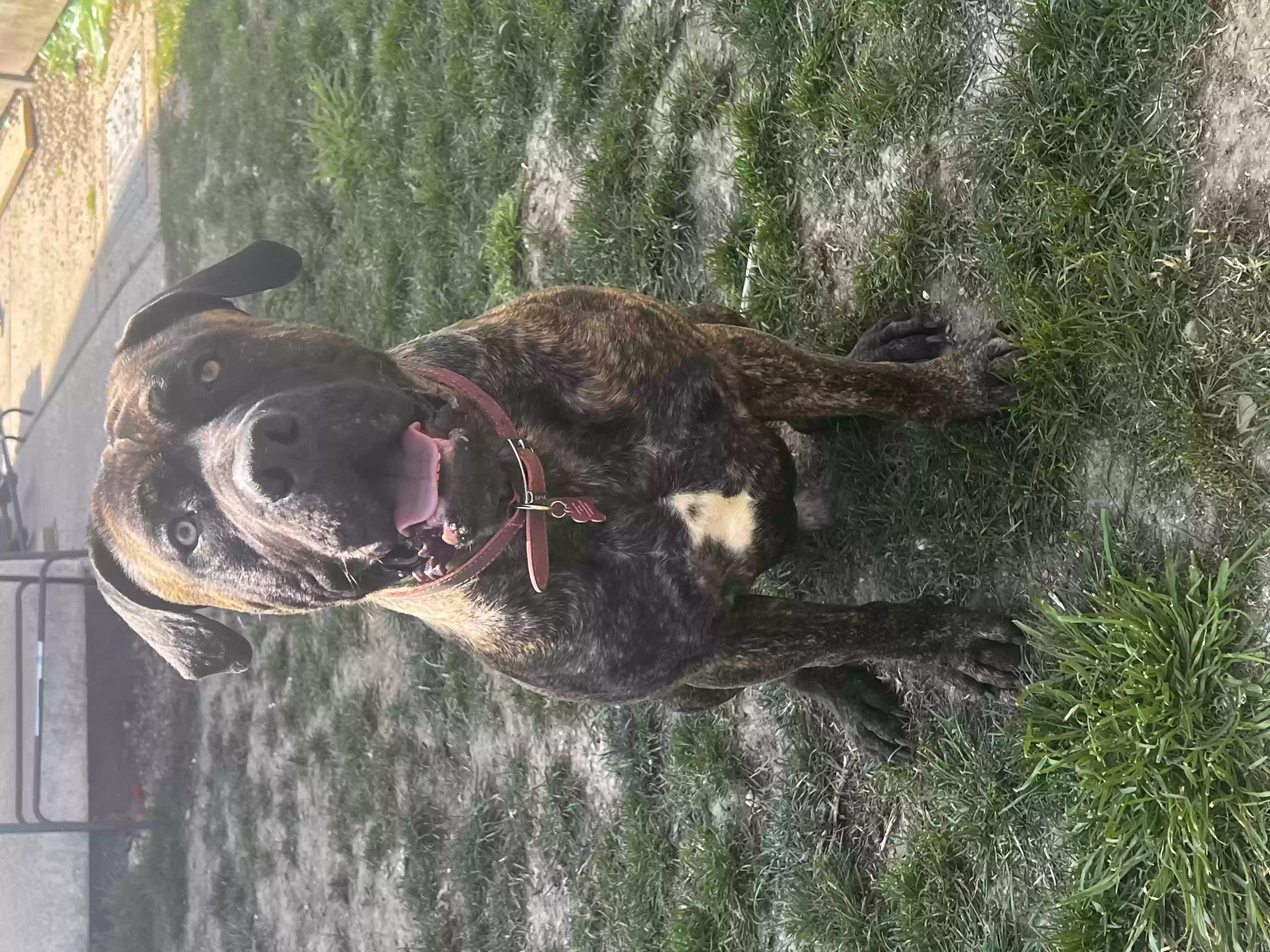 adoptable Dog in Chelmsford,England named Vinnie