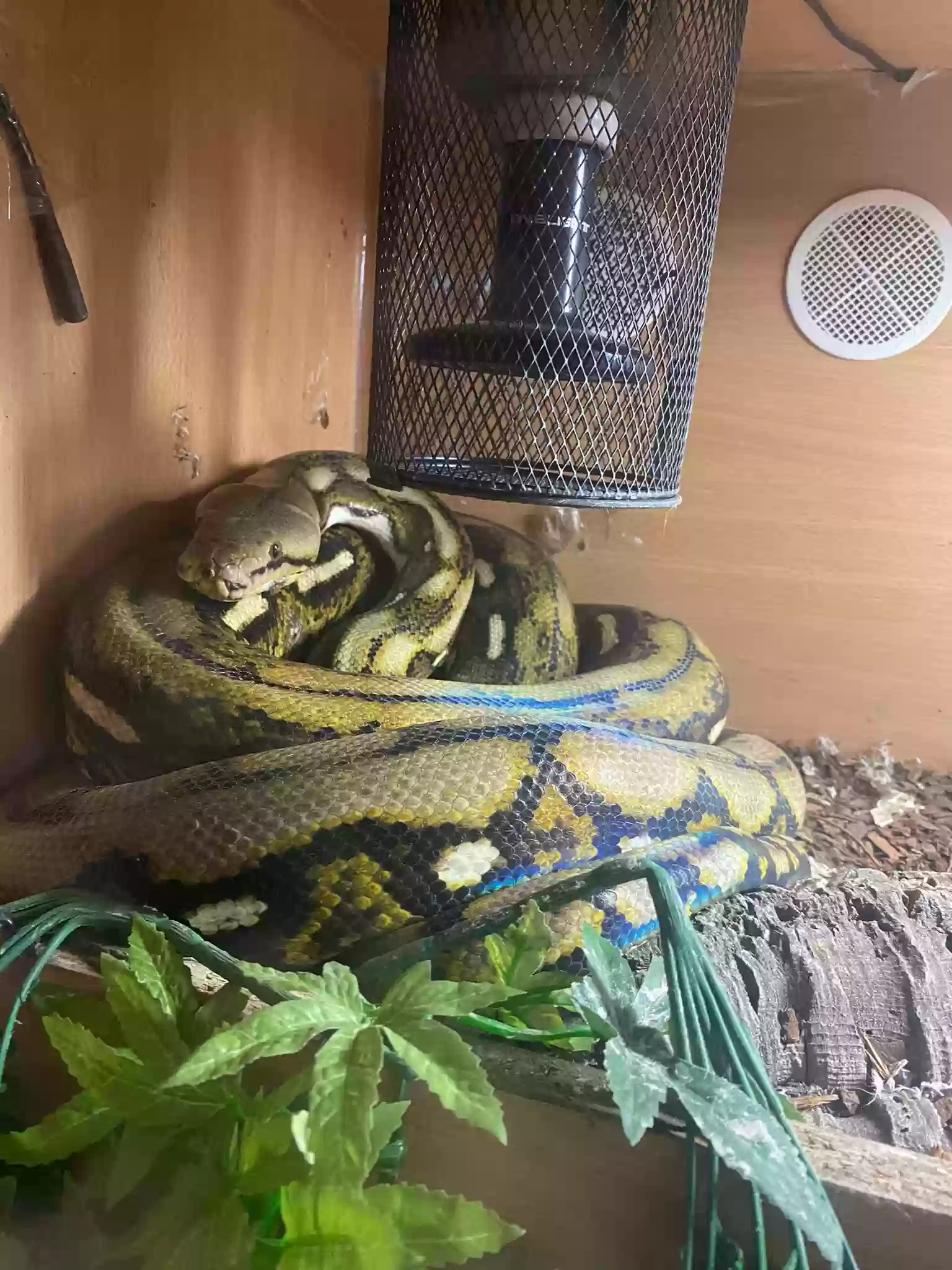 adoptable Reptile in Newcastle Upon Tyne,England named Fred