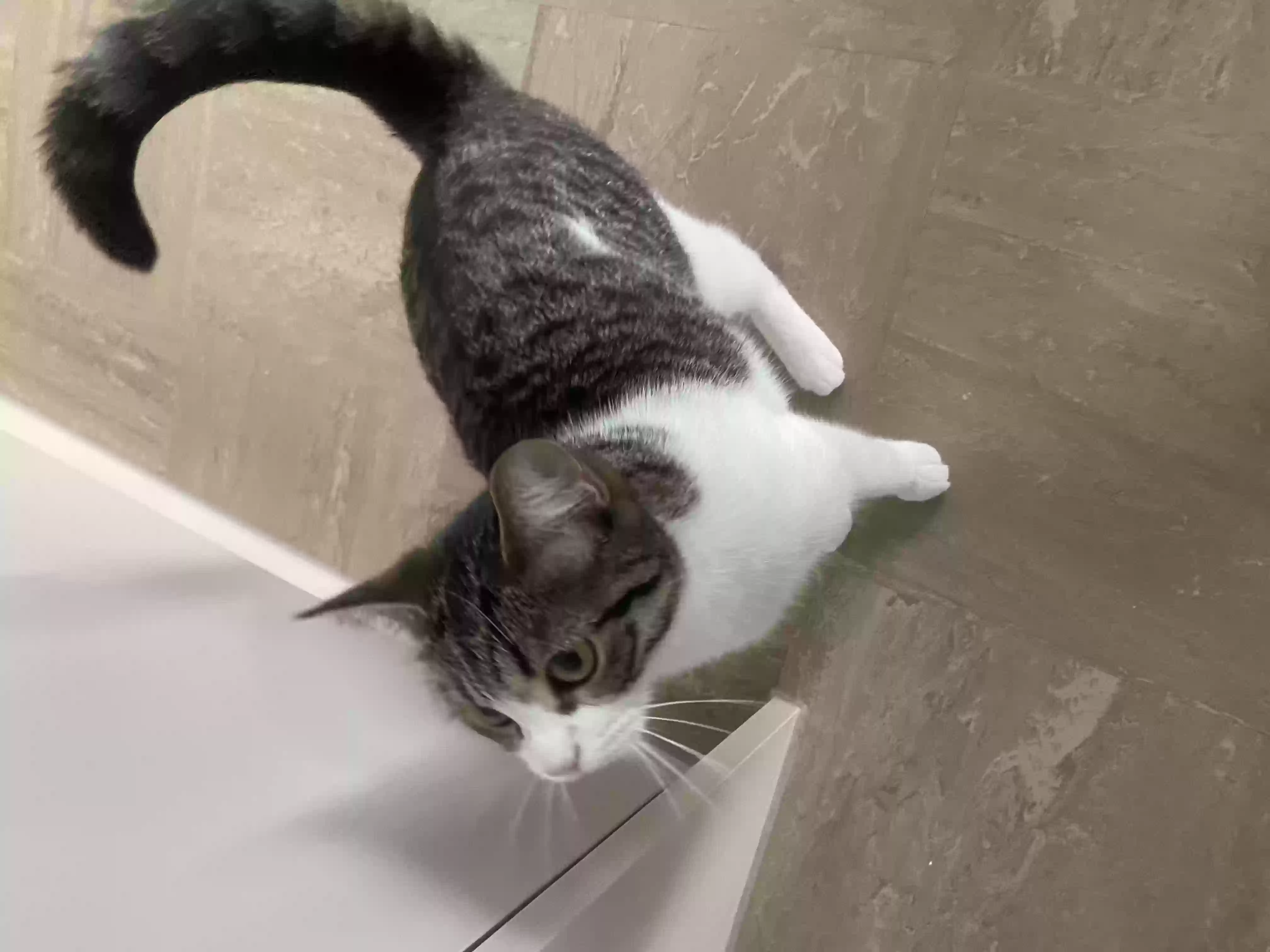 adoptable Cat in London,England named Roo