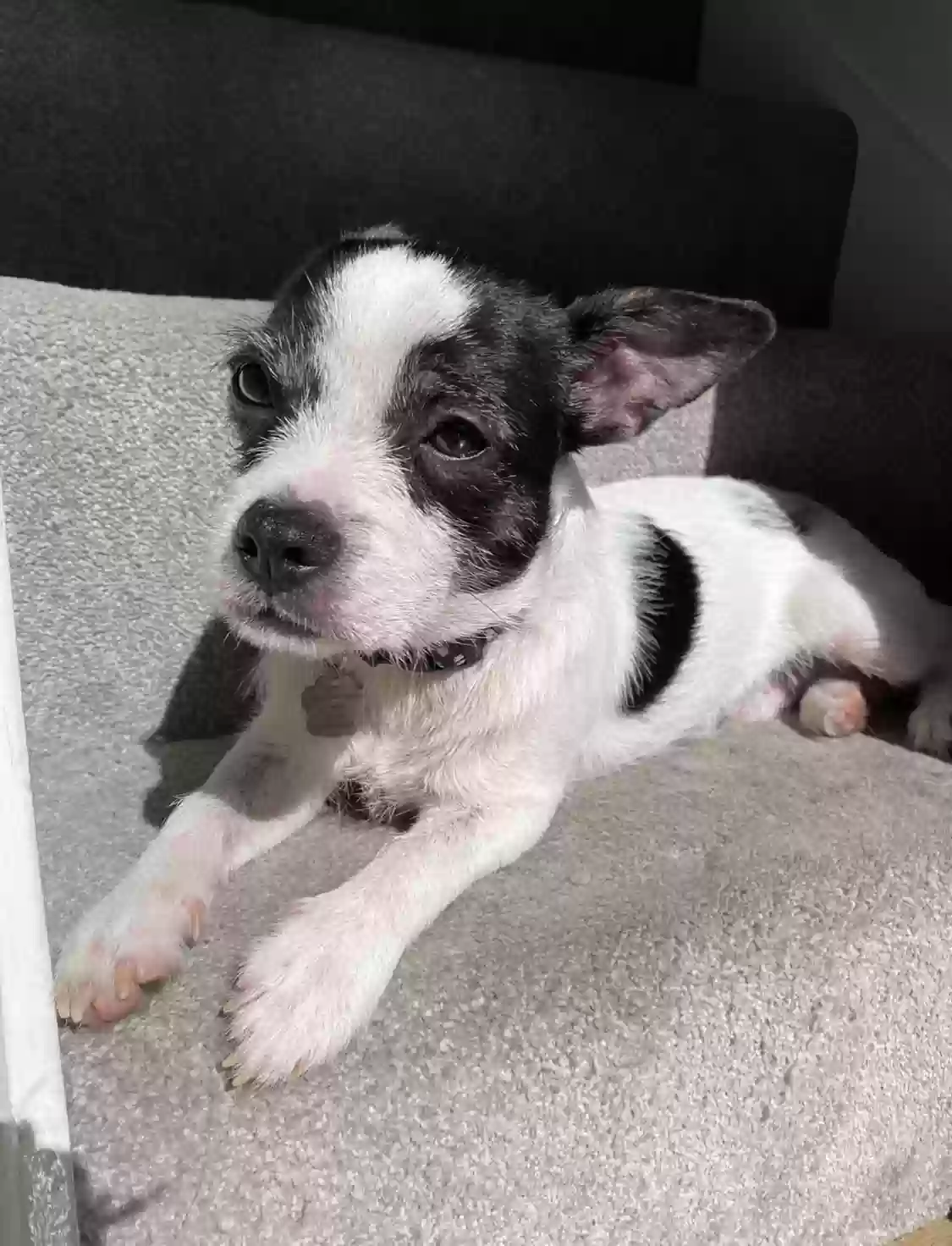 adoptable Dog in Belfast,Northern Ireland named Patch