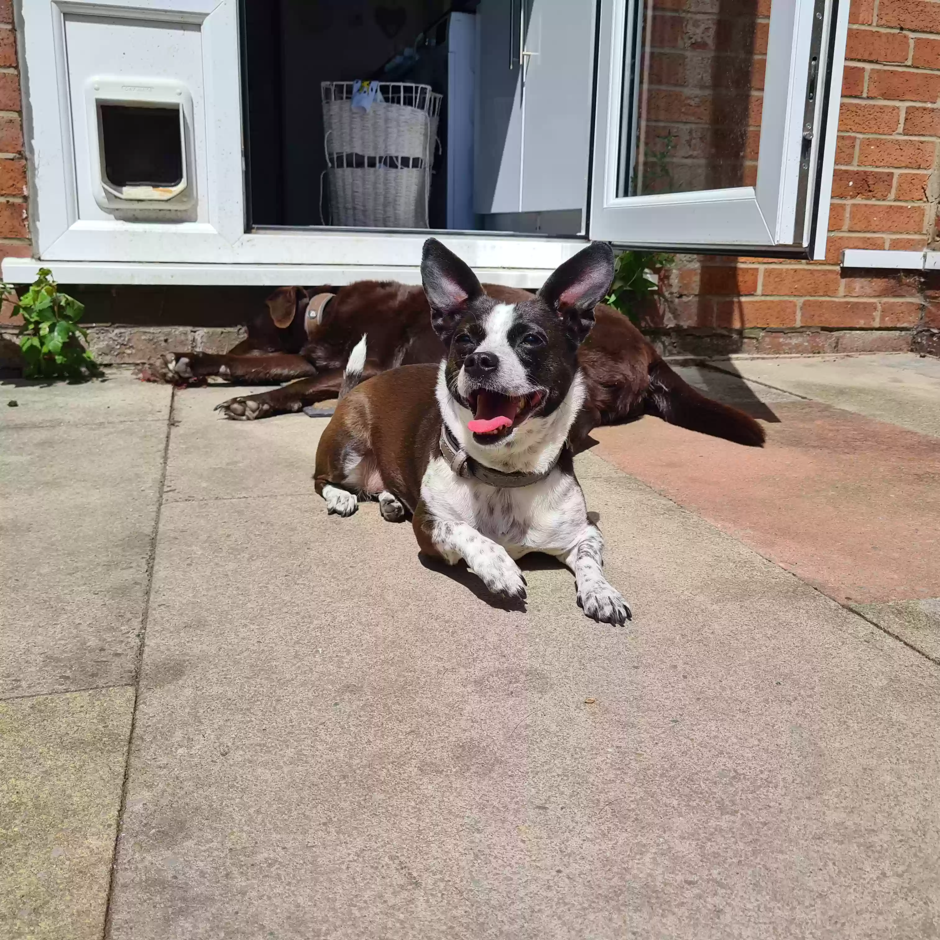 adoptable Dog in Manchester,England named Pepper