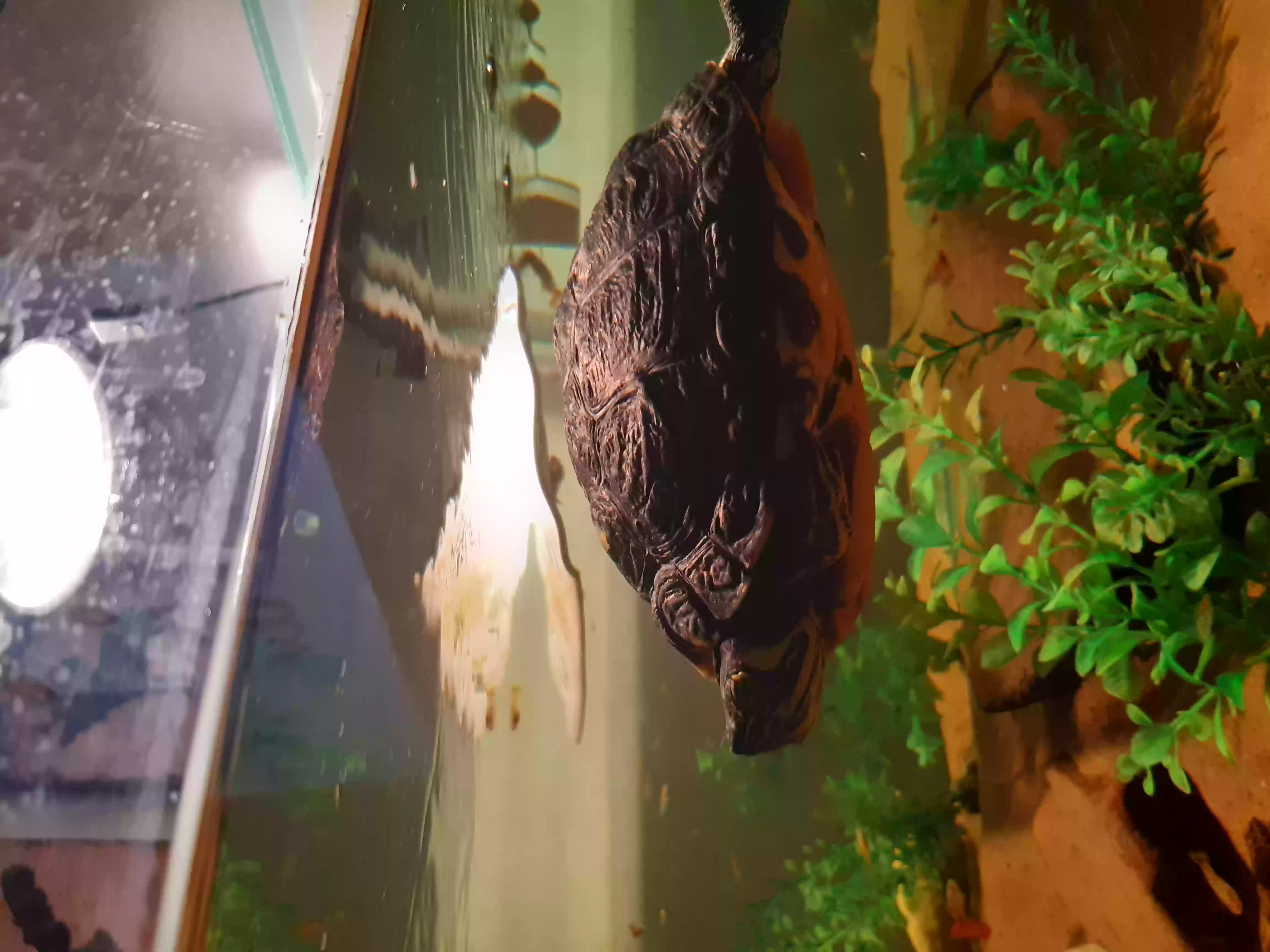 adoptable Reptile in Newcastle Upon Tyne,England named Terry