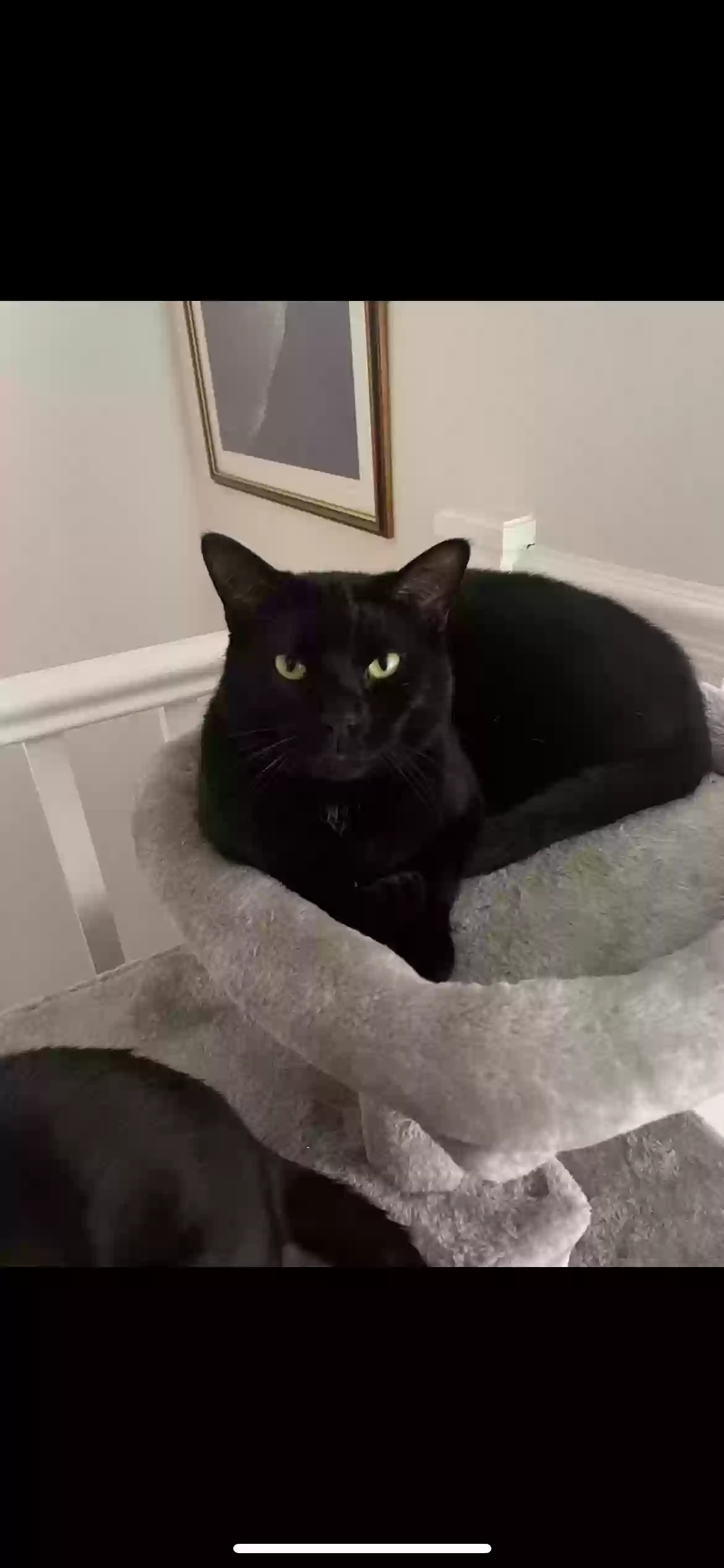 adoptable Cat in Sheffield,England named Crotchet