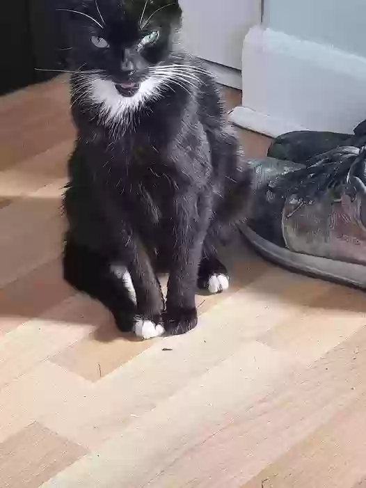 adoptable Cat in Manchester,England named No name