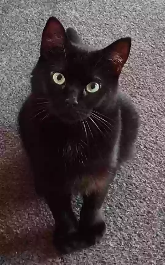 adoptable Cat in Canterbury,England named Tilly