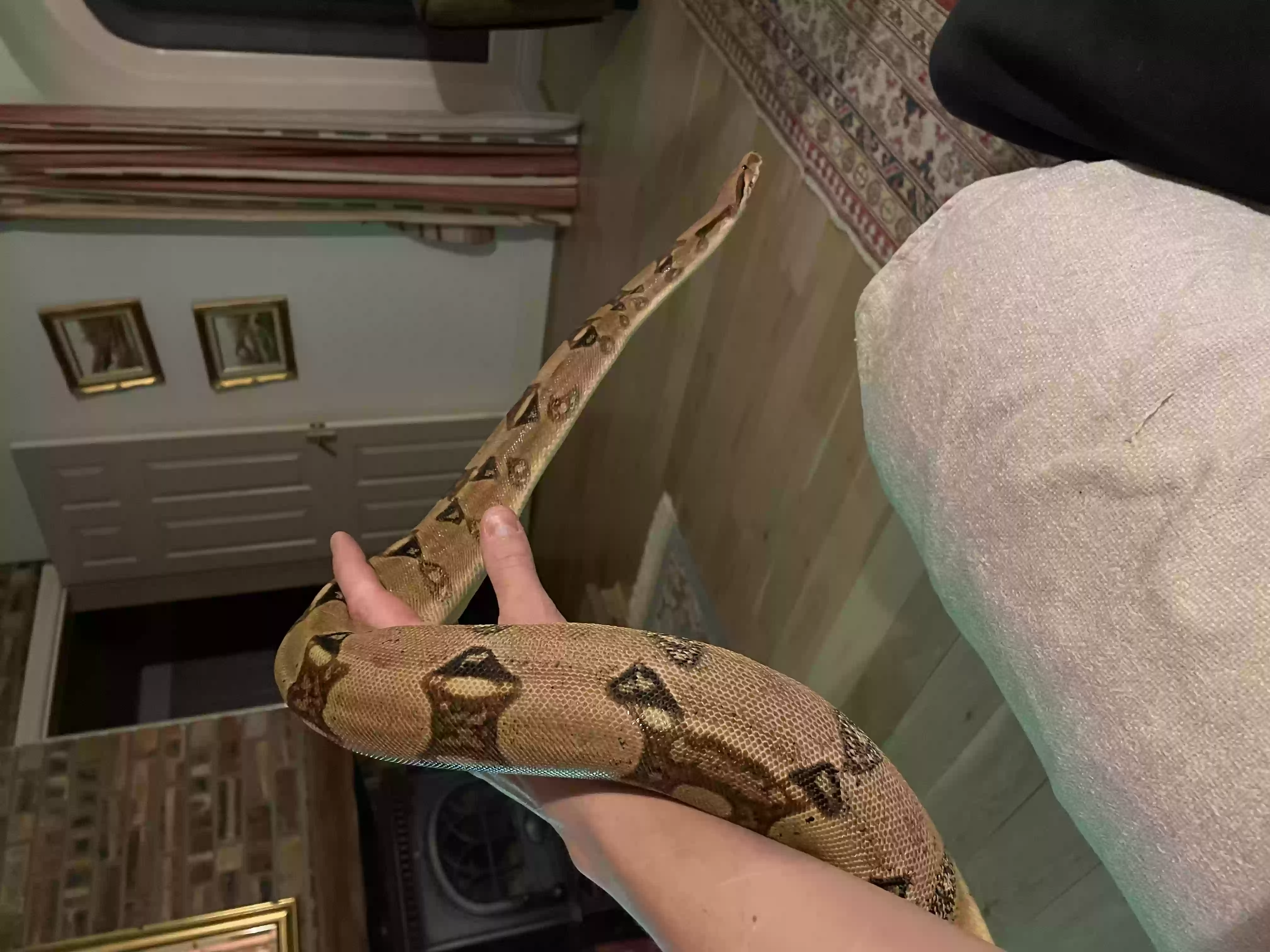 adoptable Reptile in Newcastle Upon Tyne,England named
