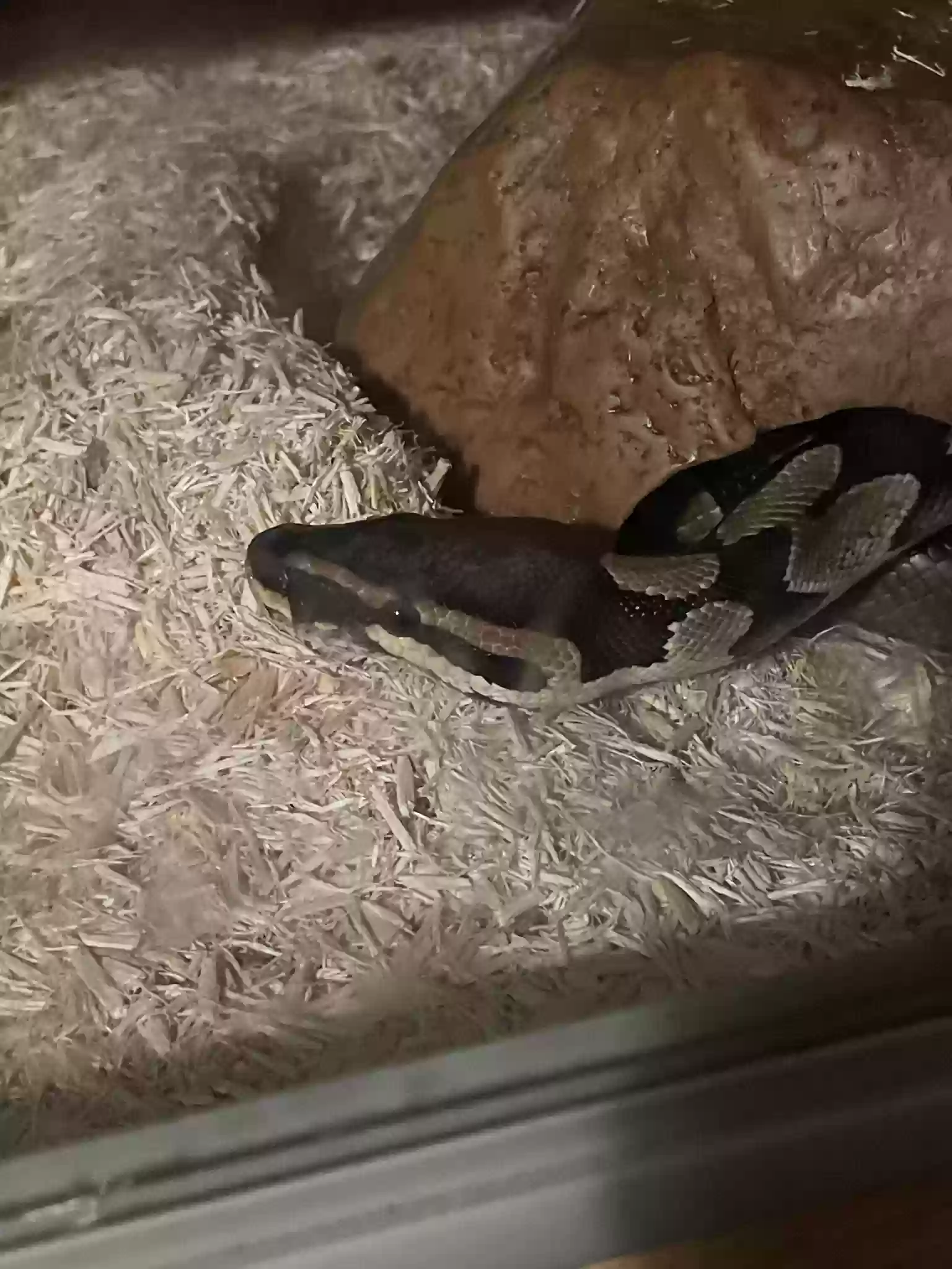 adoptable Reptile in Newcastle Upon Tyne,England named Ekans