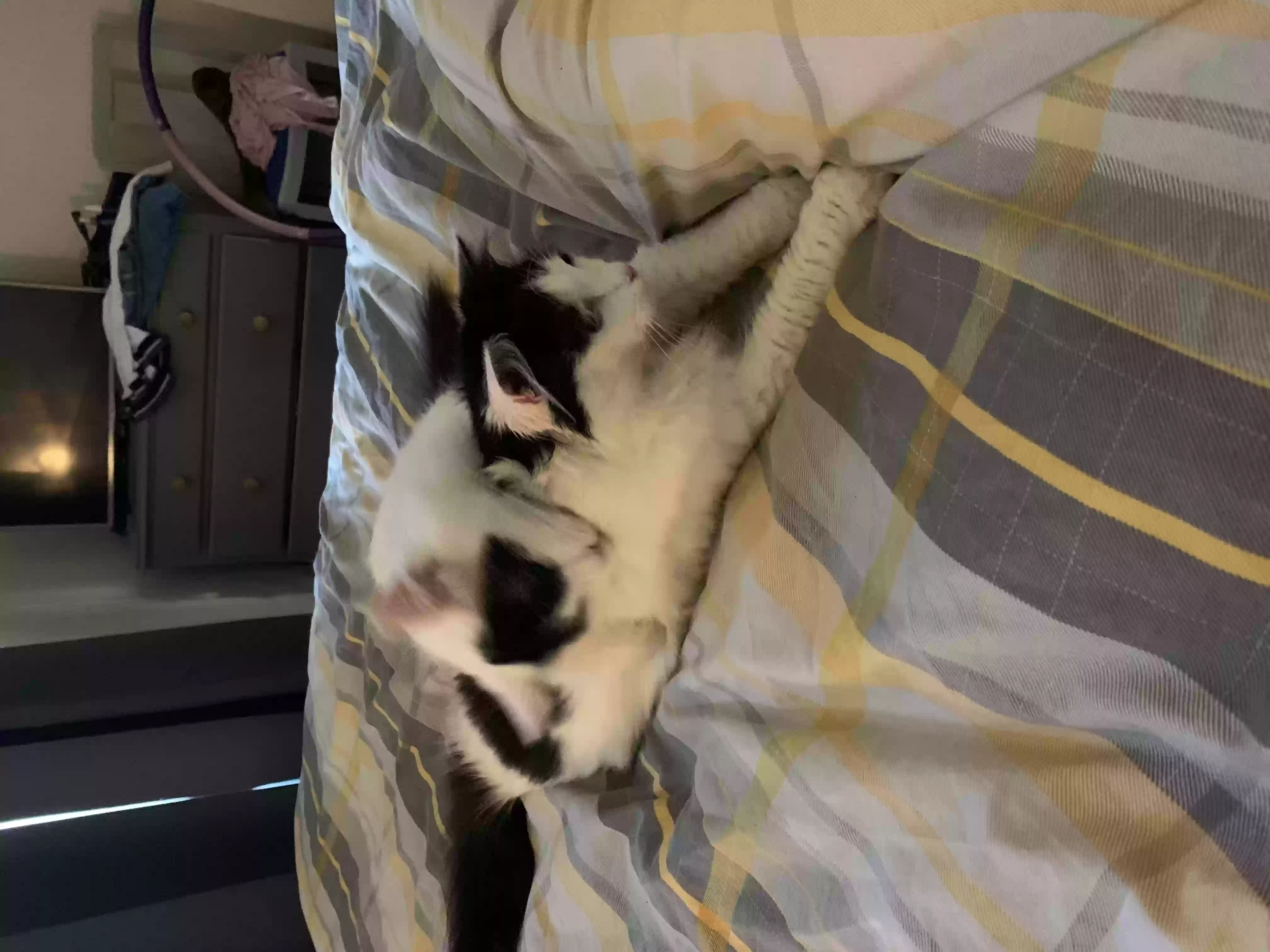 adoptable Cat in Manchester,England named Peanut and pancake