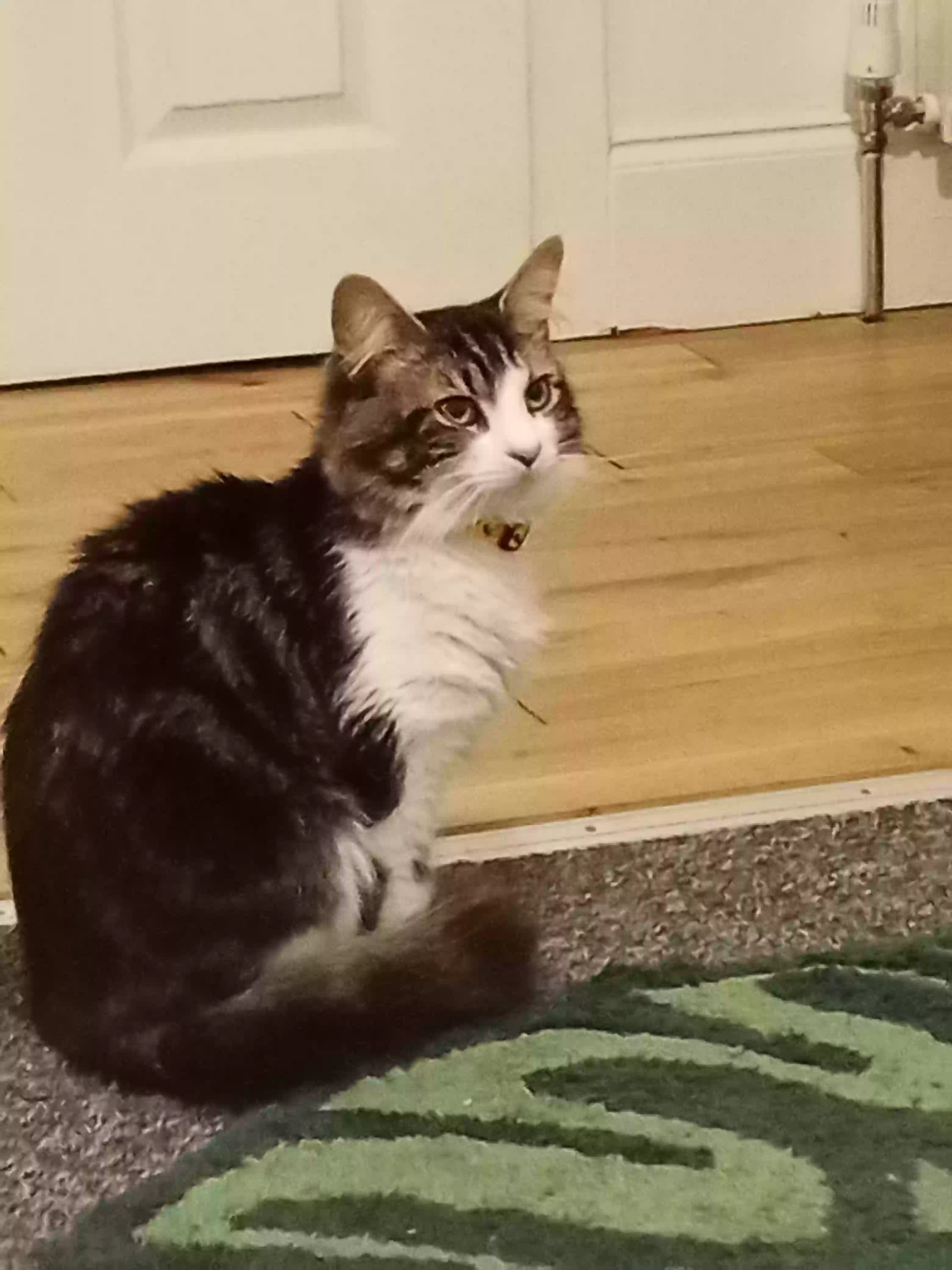 adoptable Cat in Edinburgh,Scotland named Muffin