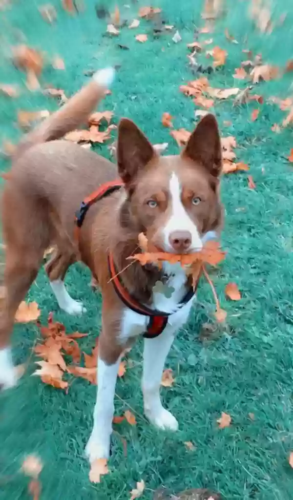 adoptable Dog in Glasgow,Scotland named Tucker