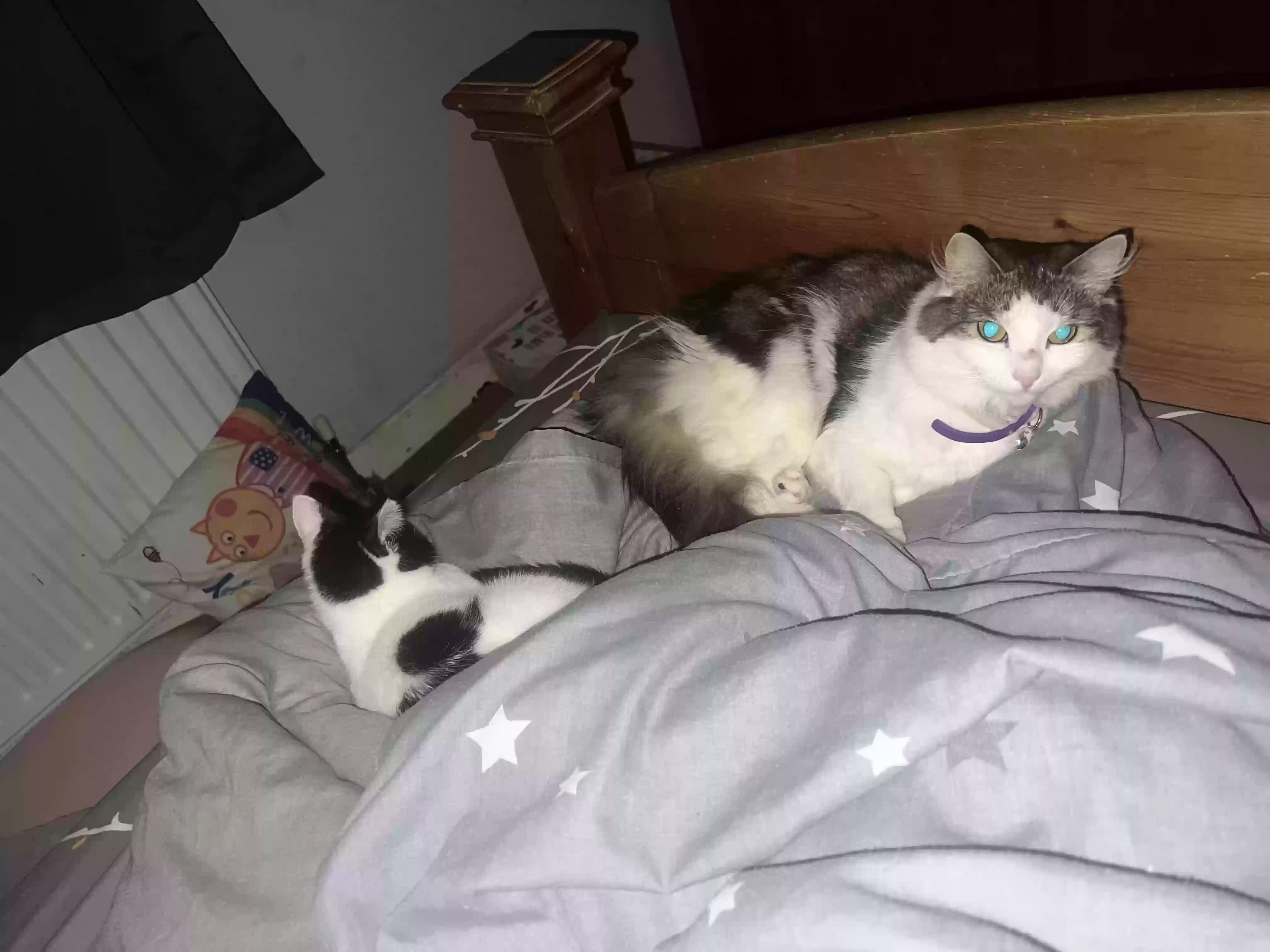 adoptable Cat in Coventry,England named Carla