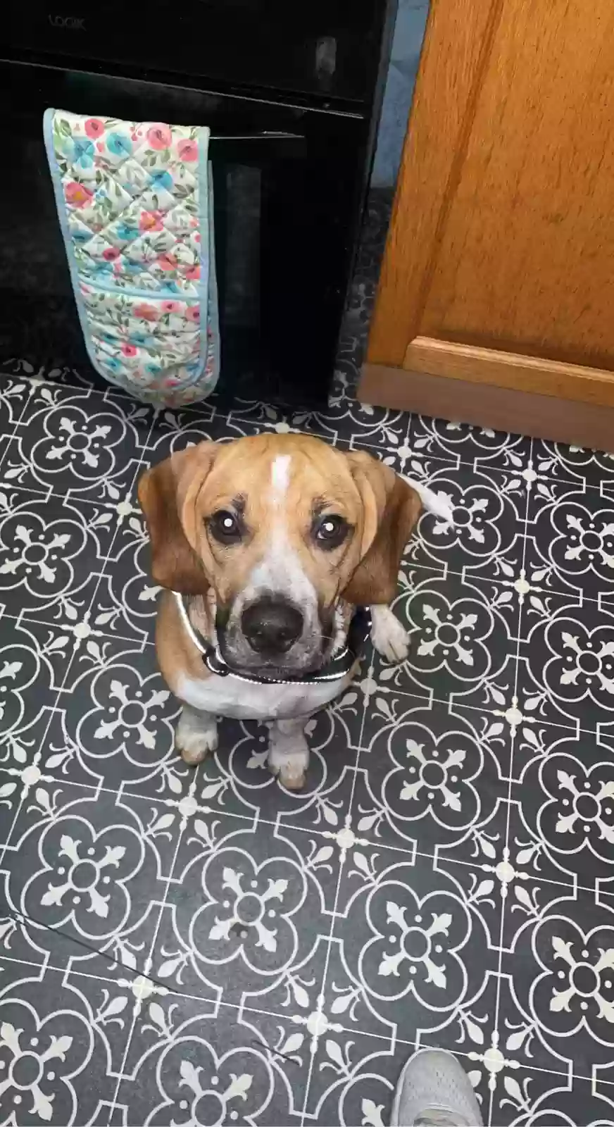 adoptable Dog in Cardiff,Wales named Buzz
