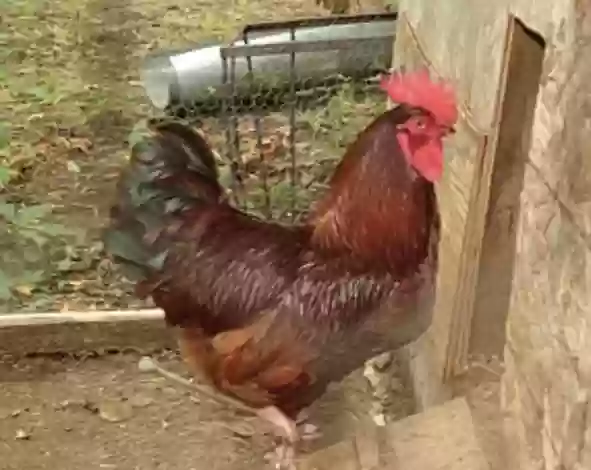adoptable Bird in Newcastle Upon Tyne,England named 3 x RIR cockerels