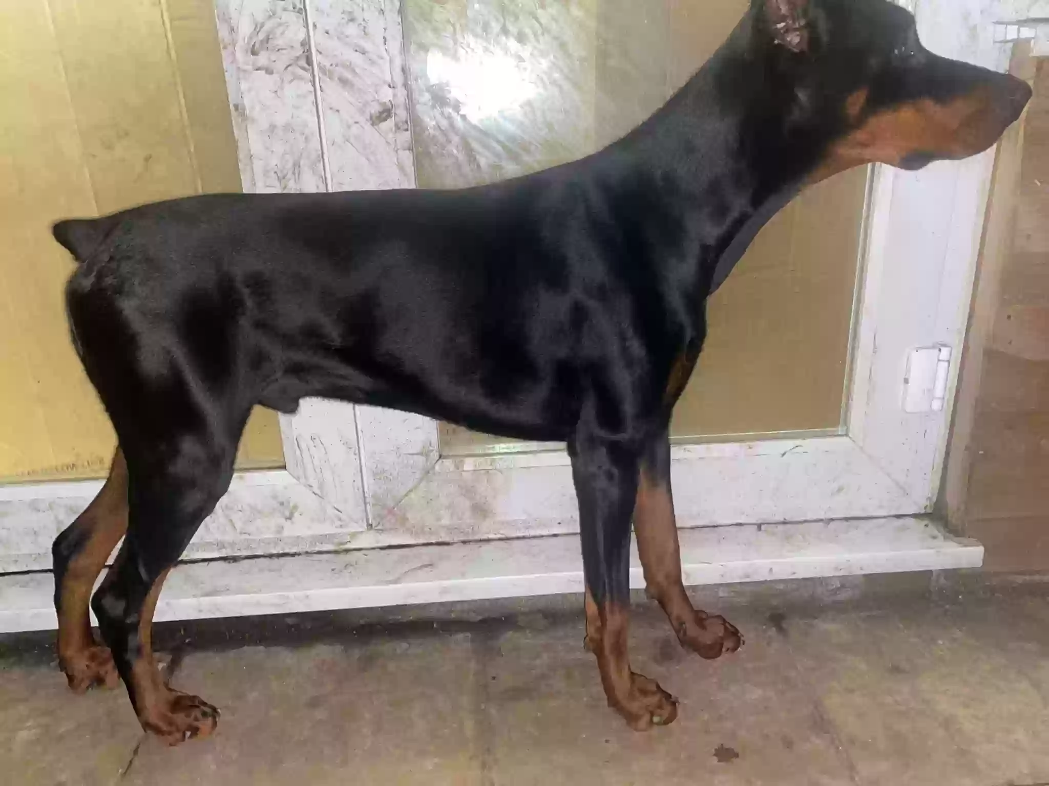 adoptable Dog in London,England named