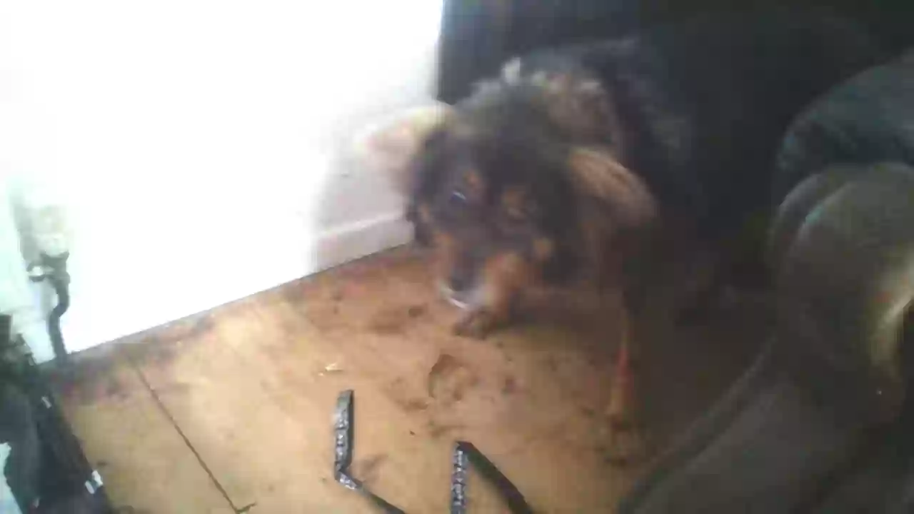 adoptable Dog in Glasgow,Scotland named nat