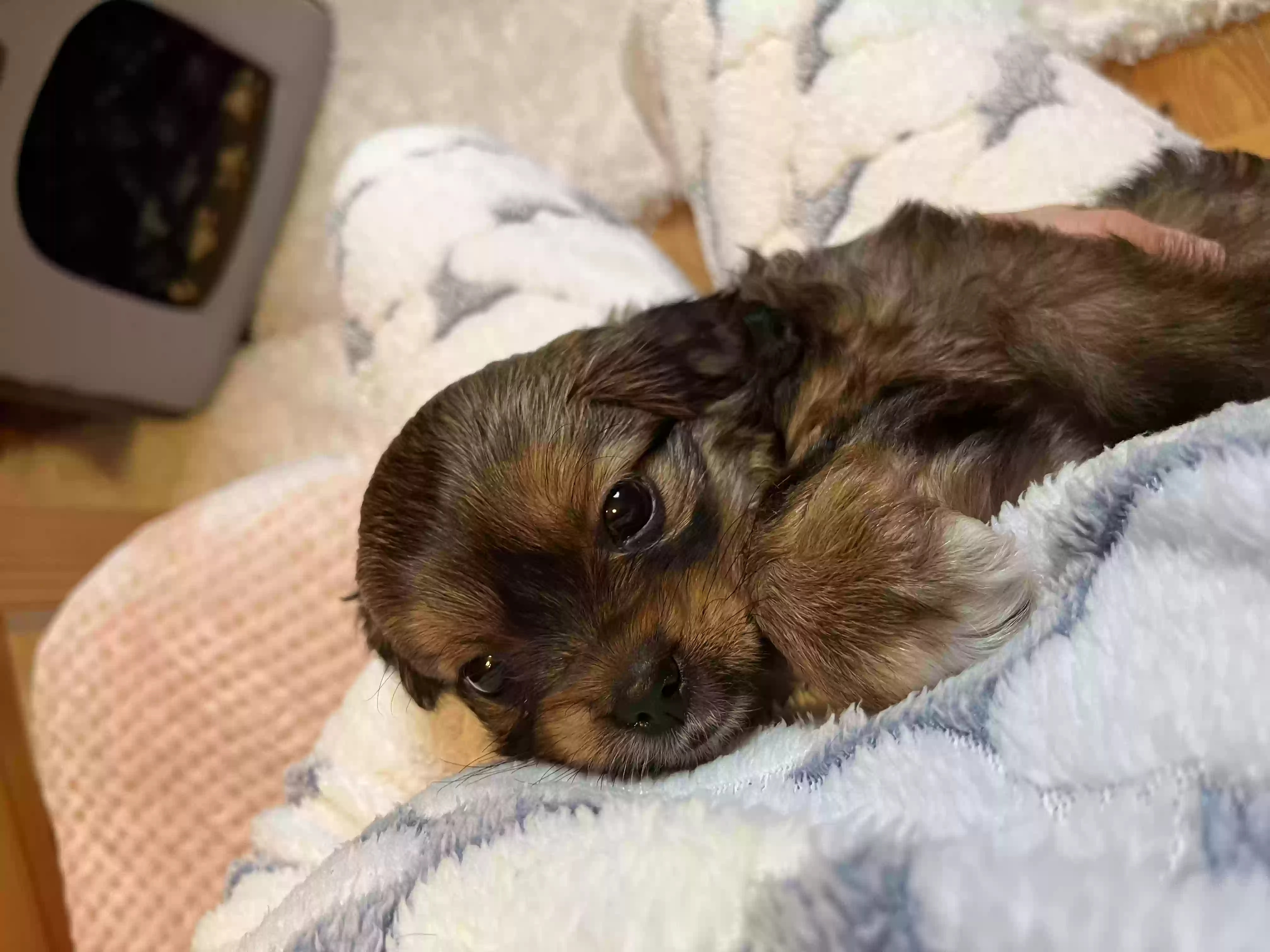 adoptable Dog in Armagh,Northern Ireland named Beto