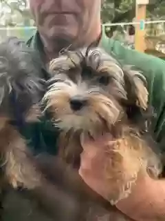 adoptable Dog in Manchester,England named Colin