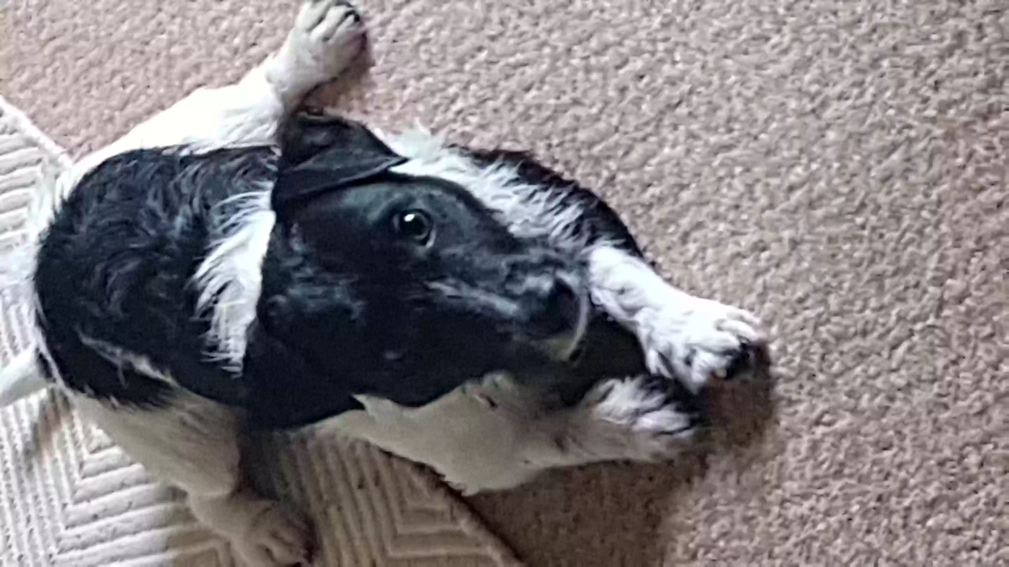 adoptable Dog in Lincoln,England named Rocket