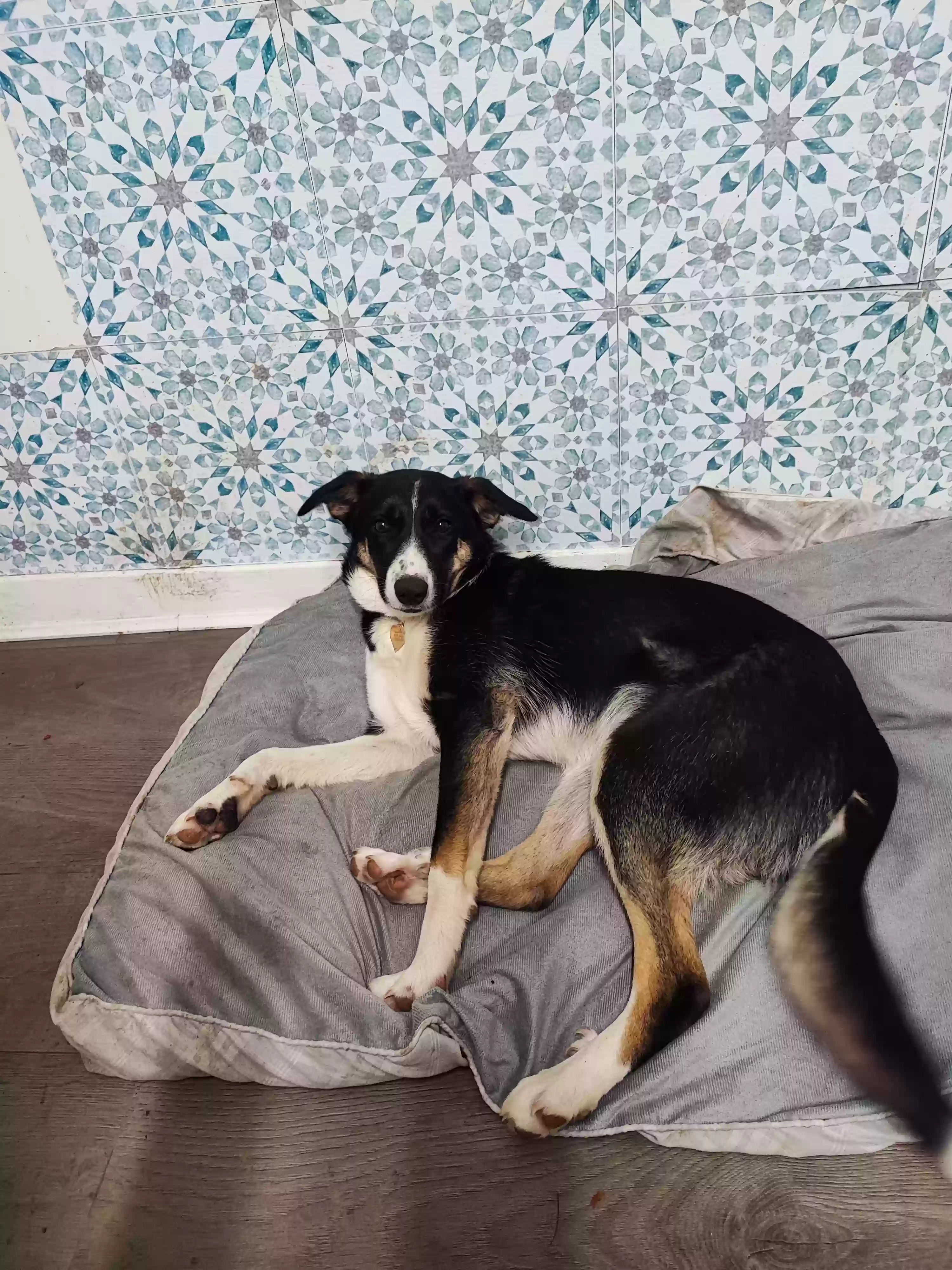 adoptable Dog in Glasgow,Scotland named Bella