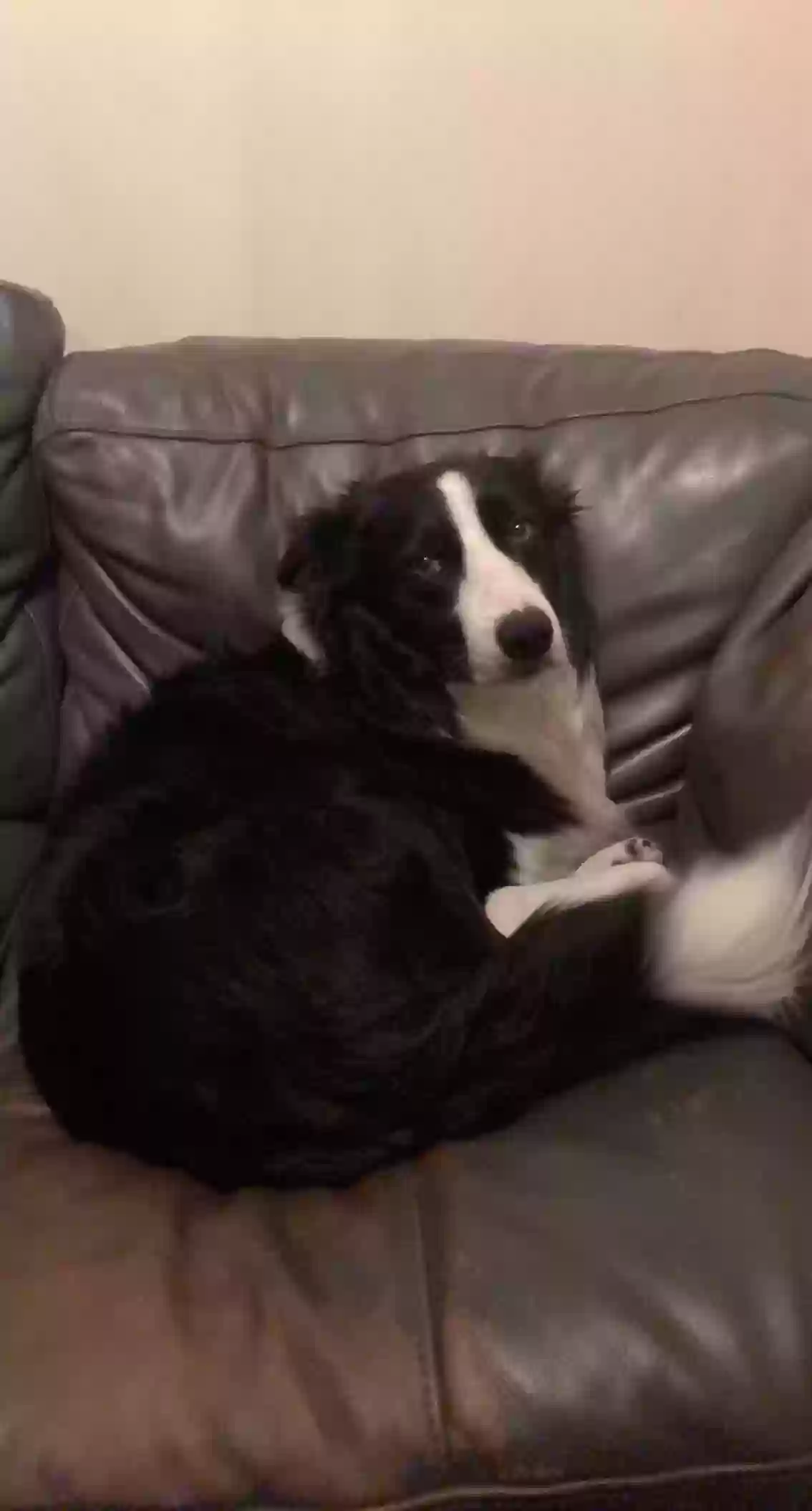 adoptable Dog in Manchester,England named Zac