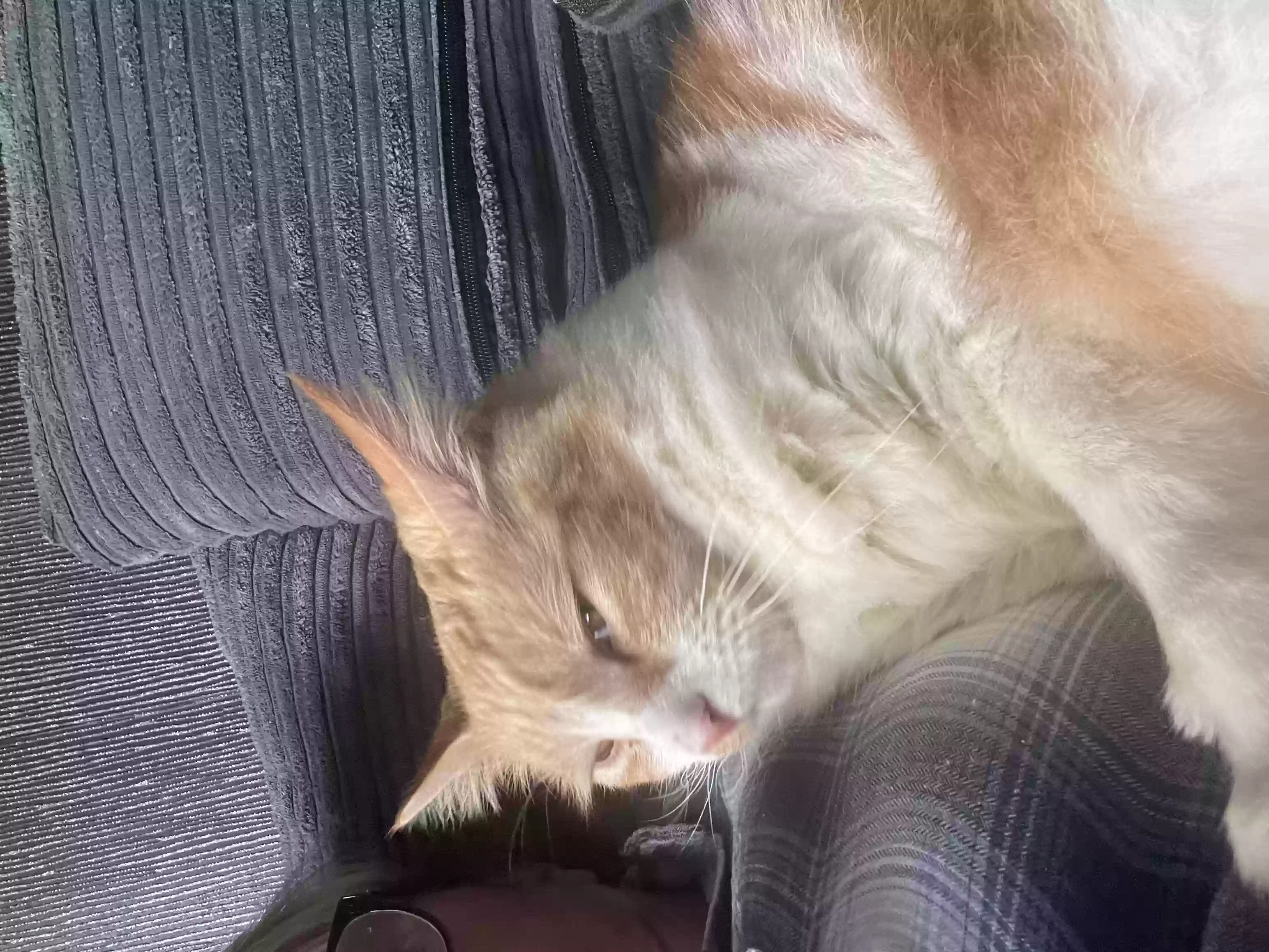 adoptable Cat in Glasgow,Scotland named Jasper