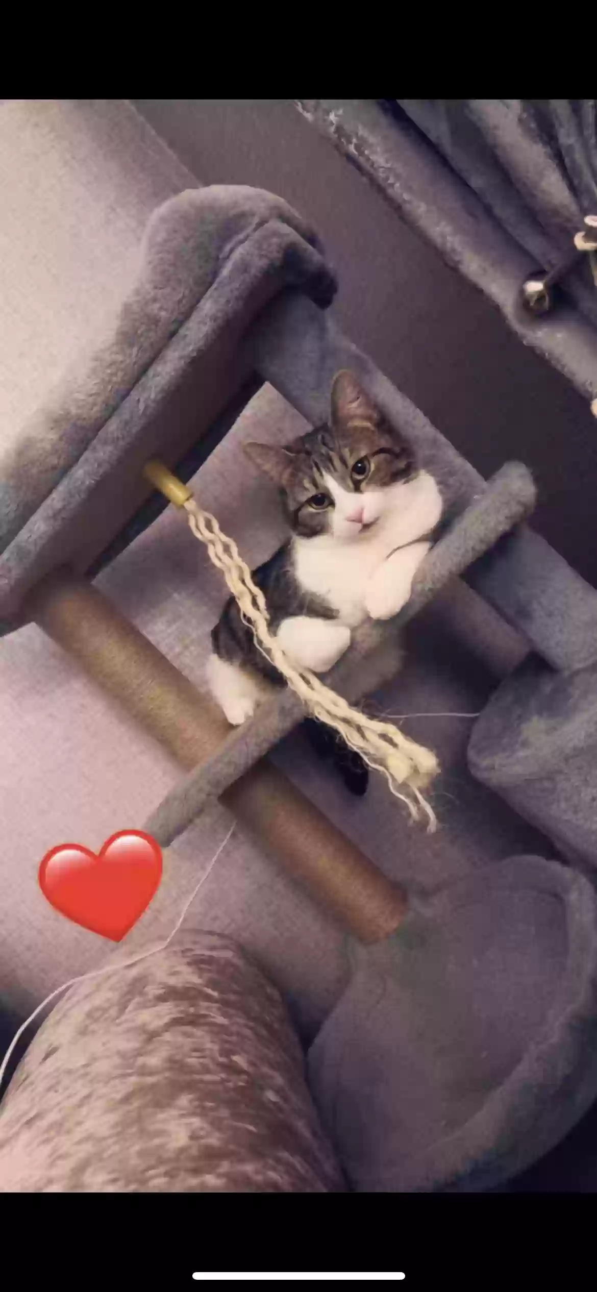 adoptable Cat in Manchester,England named LuLu