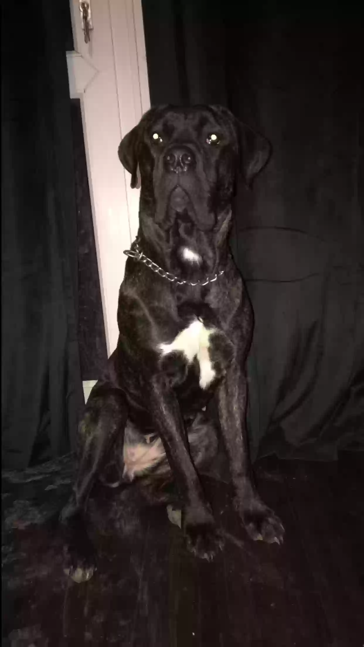 adoptable Dog in London,England named Naya