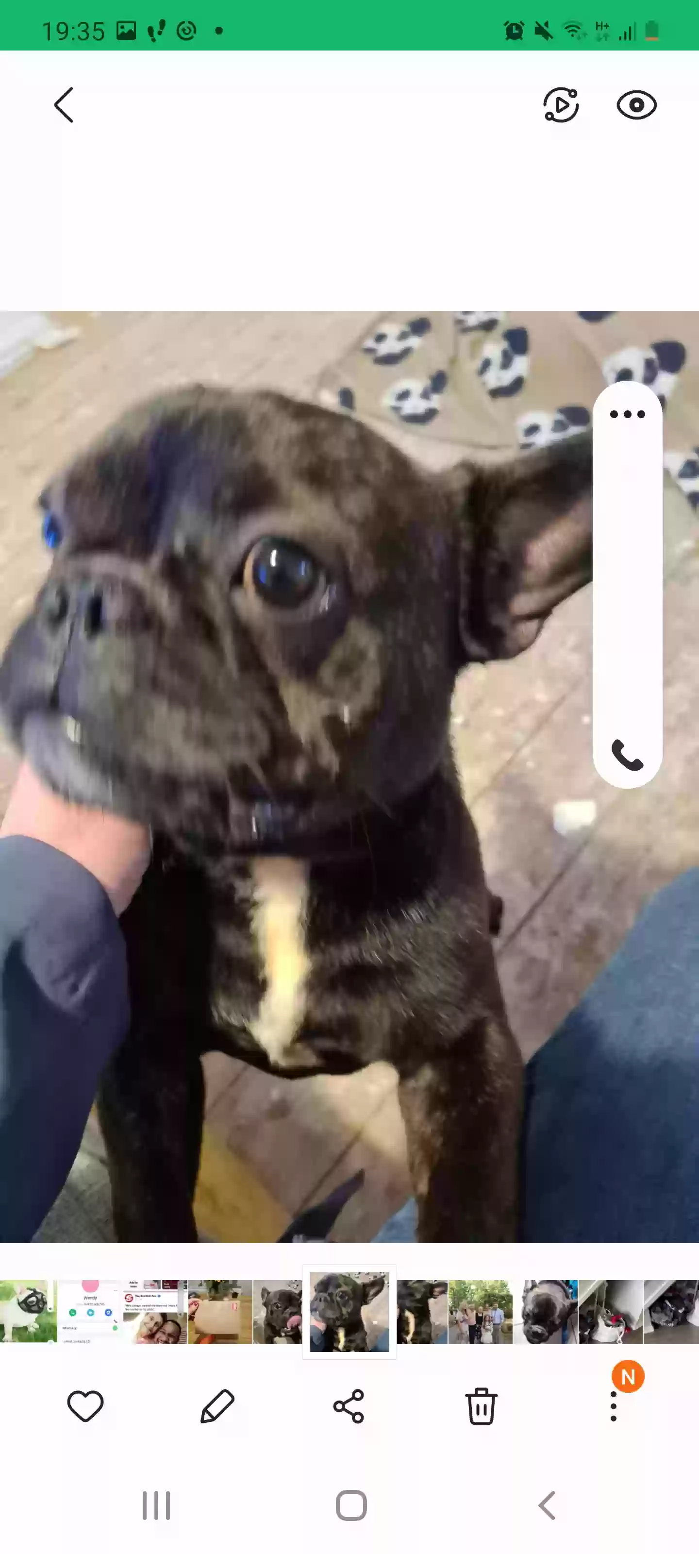 adoptable Dog in Peterborough,England named Gus