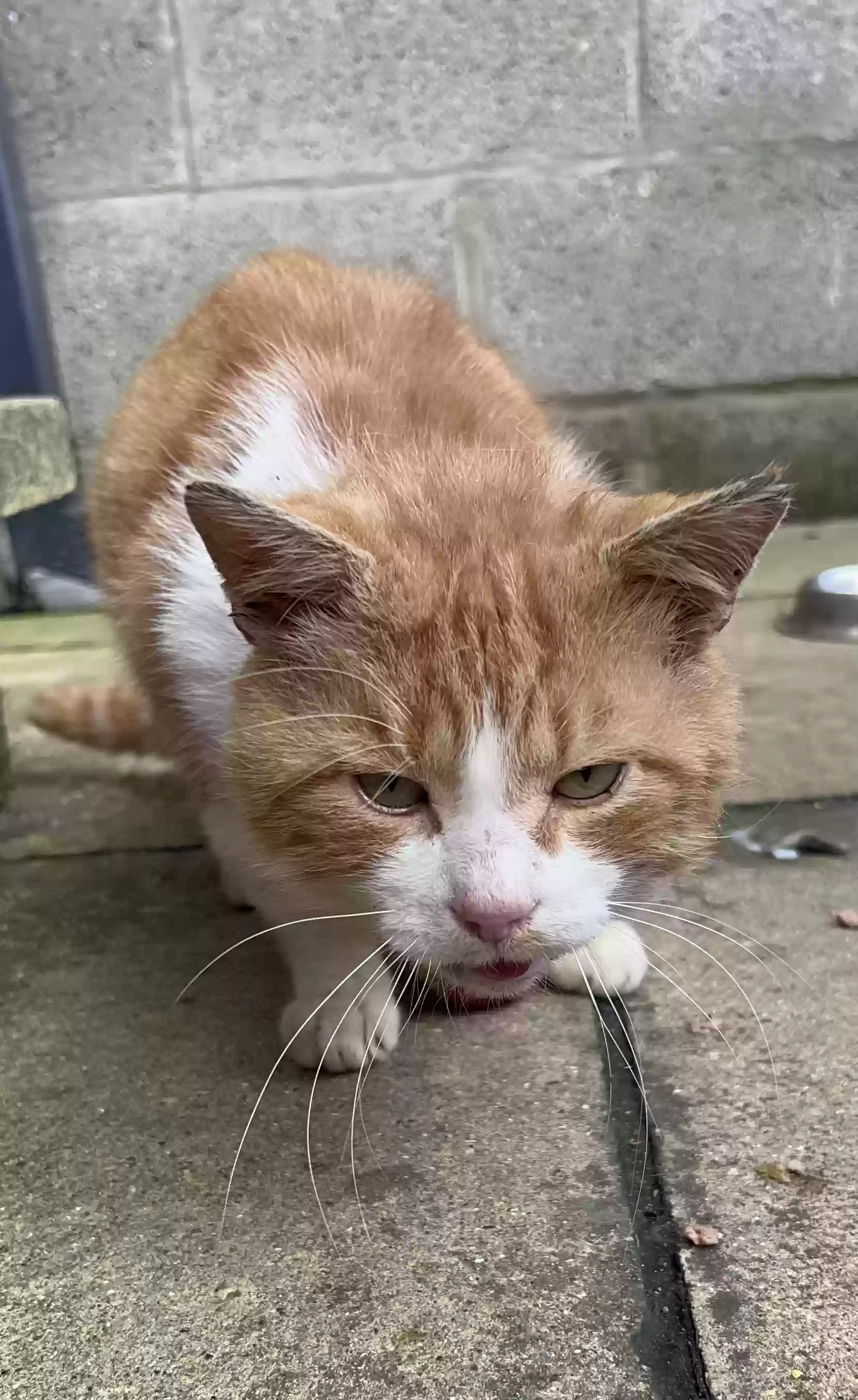 adoptable Cat in Bradford,England named