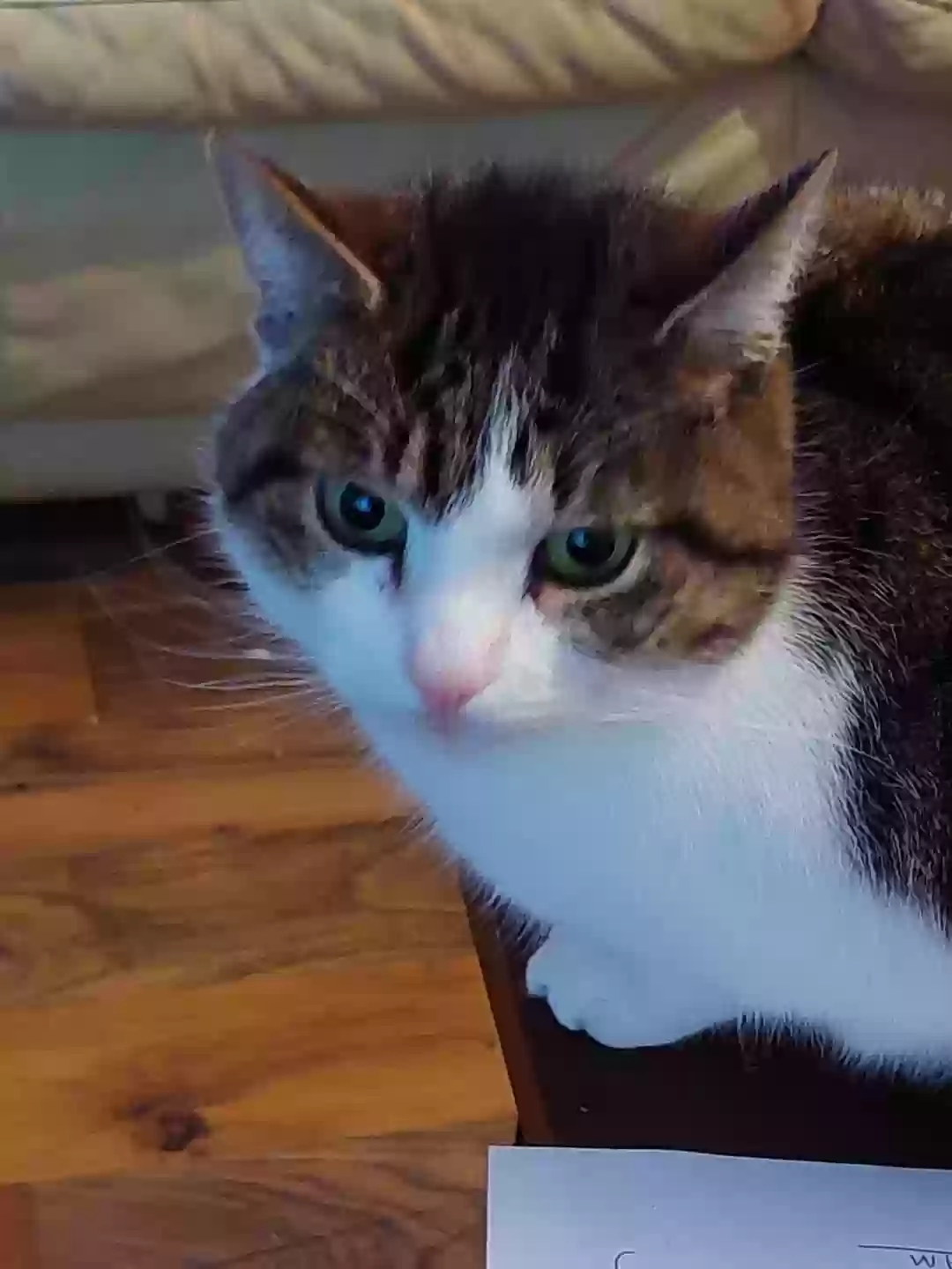adoptable Cat in Newry,Northern Ireland named Sprite