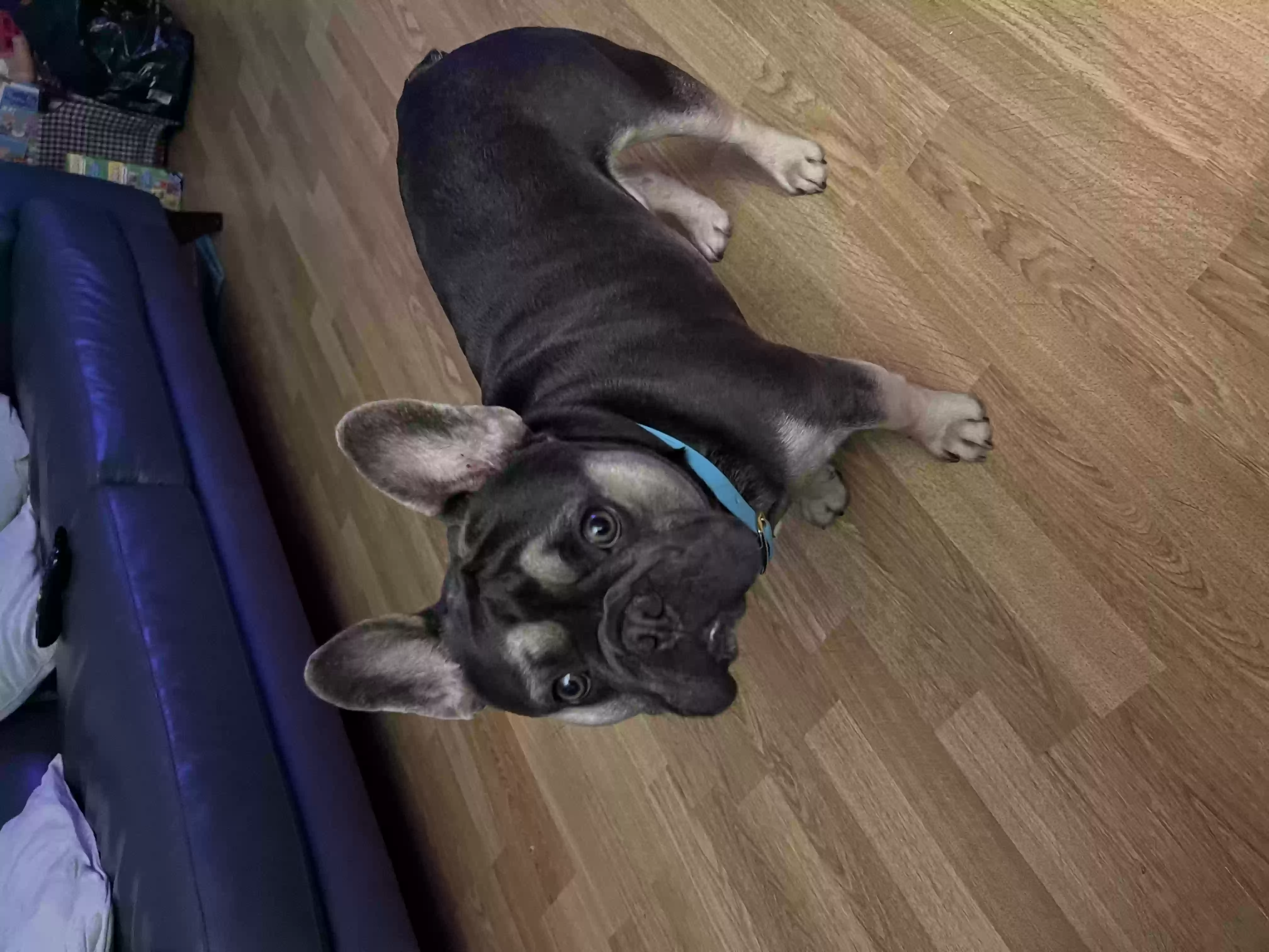 adoptable Dog in Glasgow,Scotland named Rocco