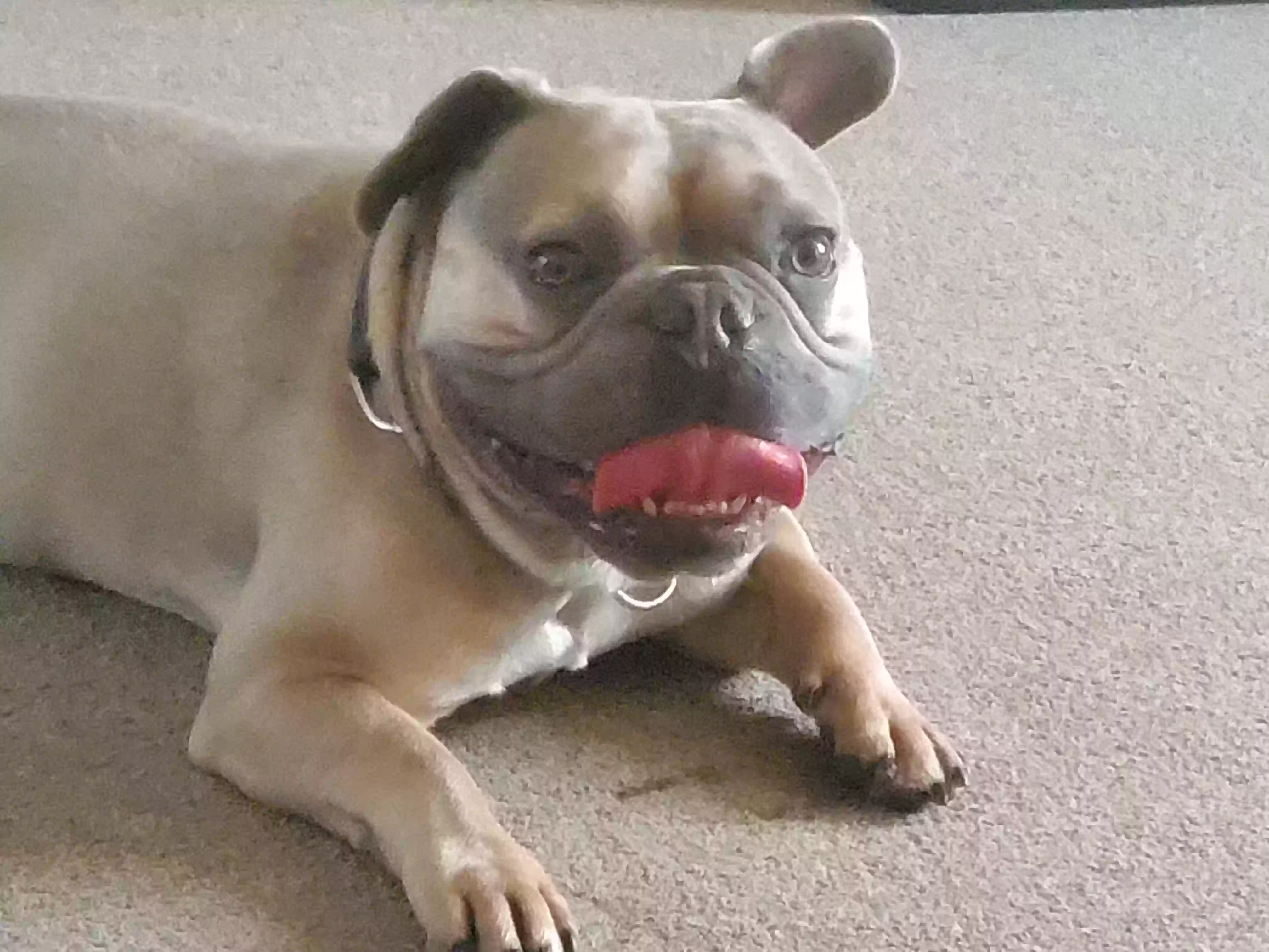 adoptable Dog in London,England named Eros