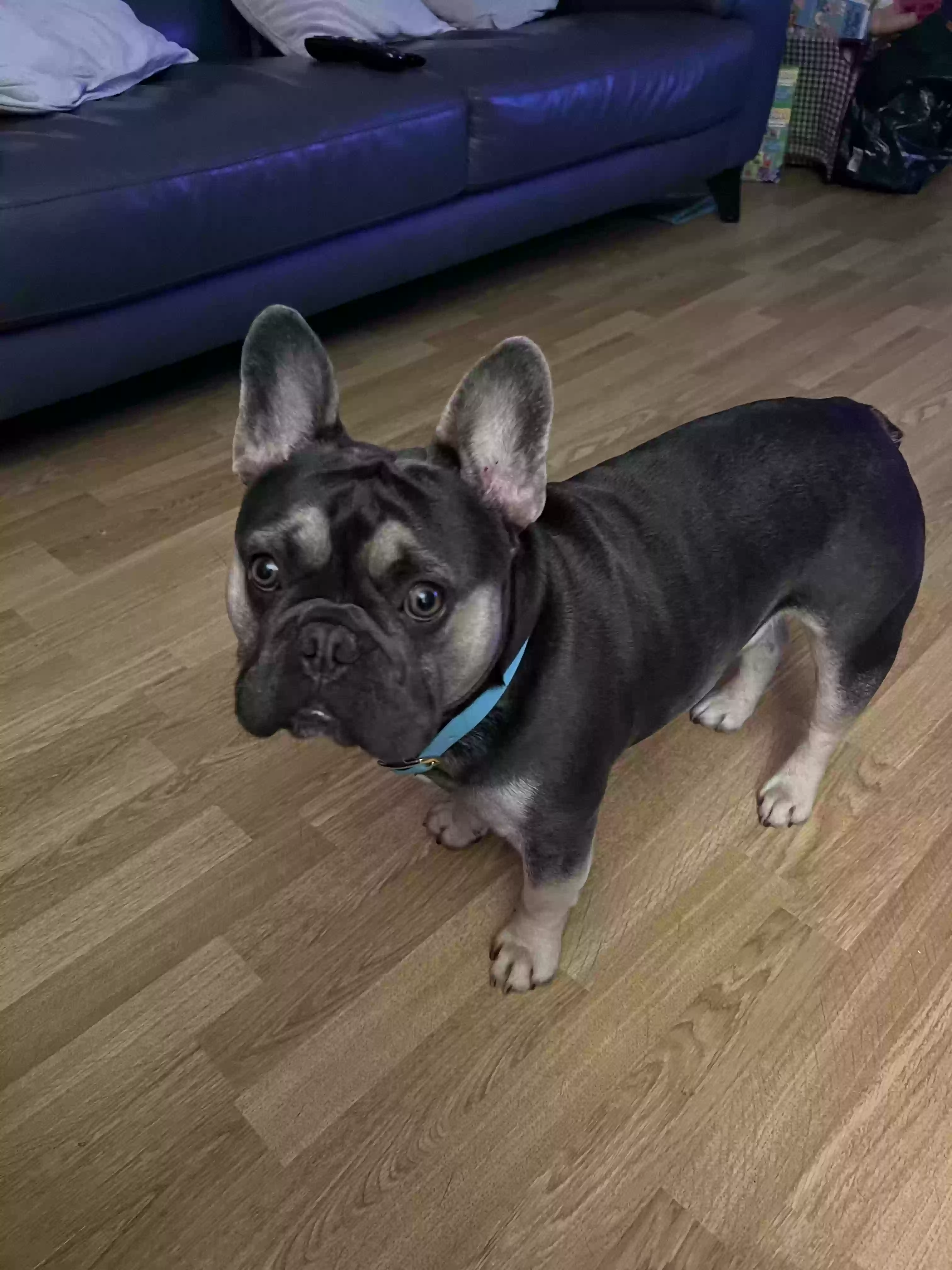 adoptable Dog in Glasgow,Scotland named Rocco