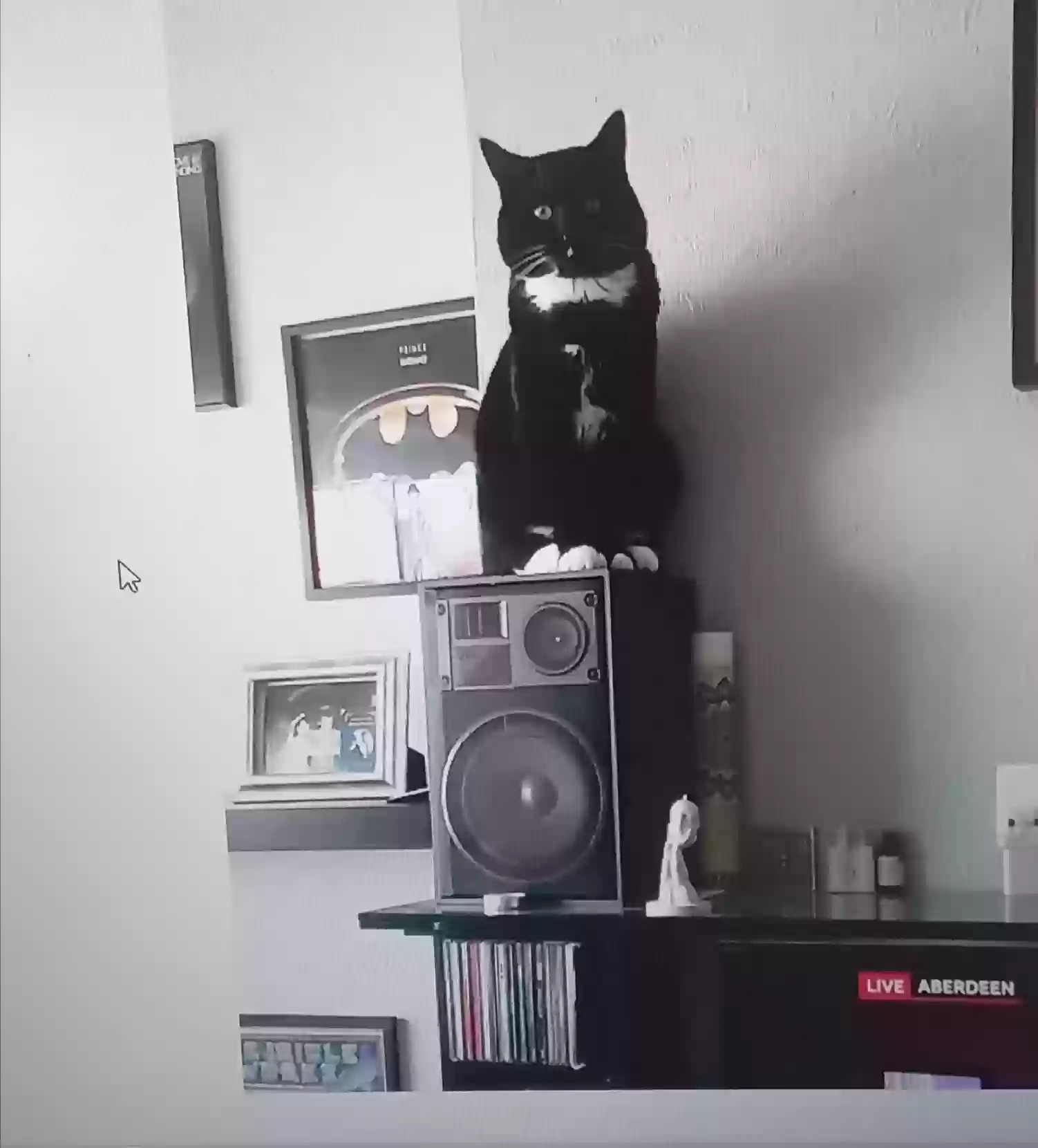 adoptable Cat in Glasgow,Scotland named Mogli