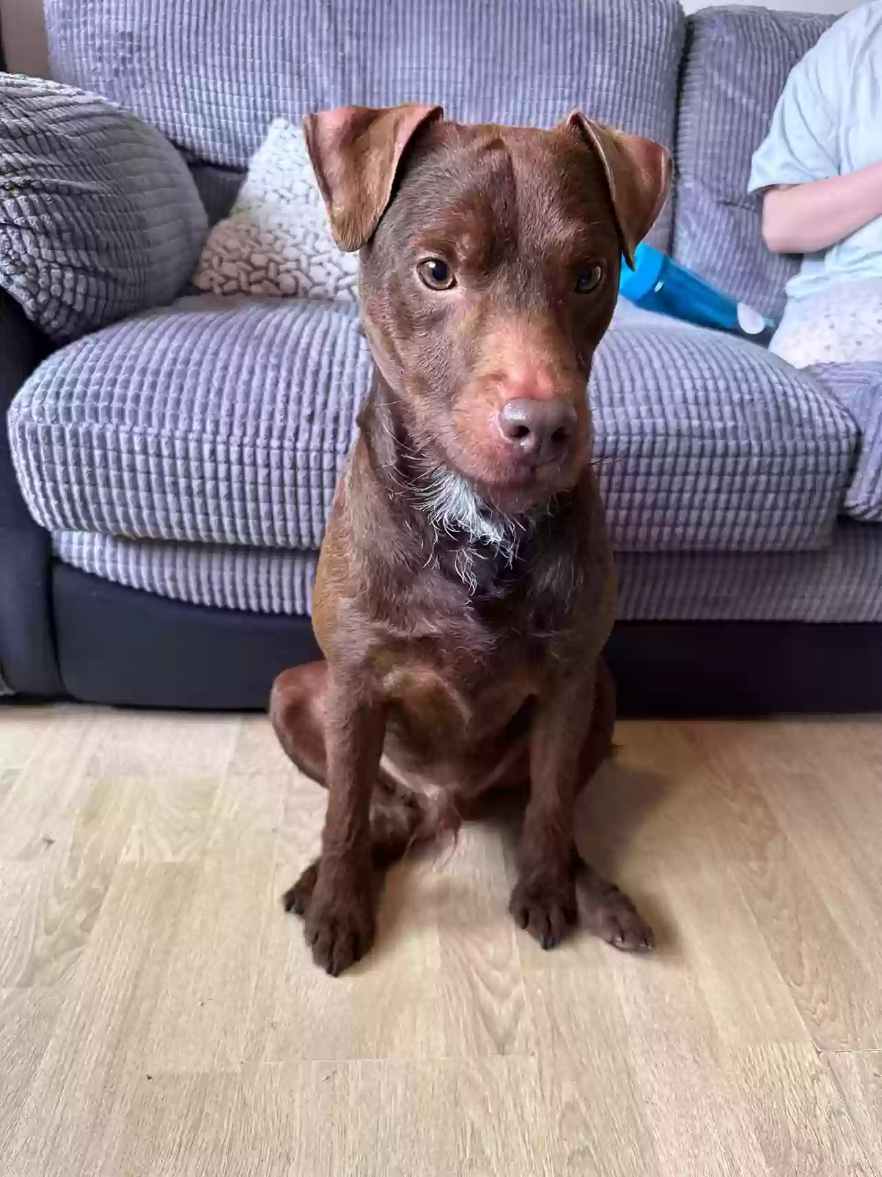 adoptable Dog in Cardiff,Wales named Toby