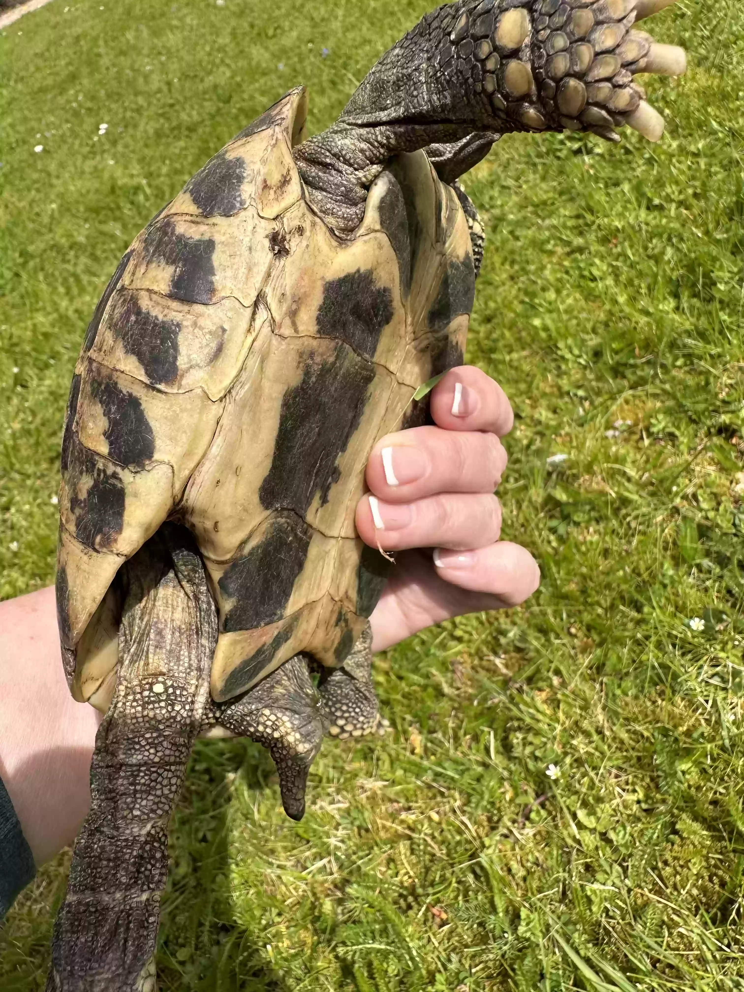 adoptable Reptile in Southampton,England named