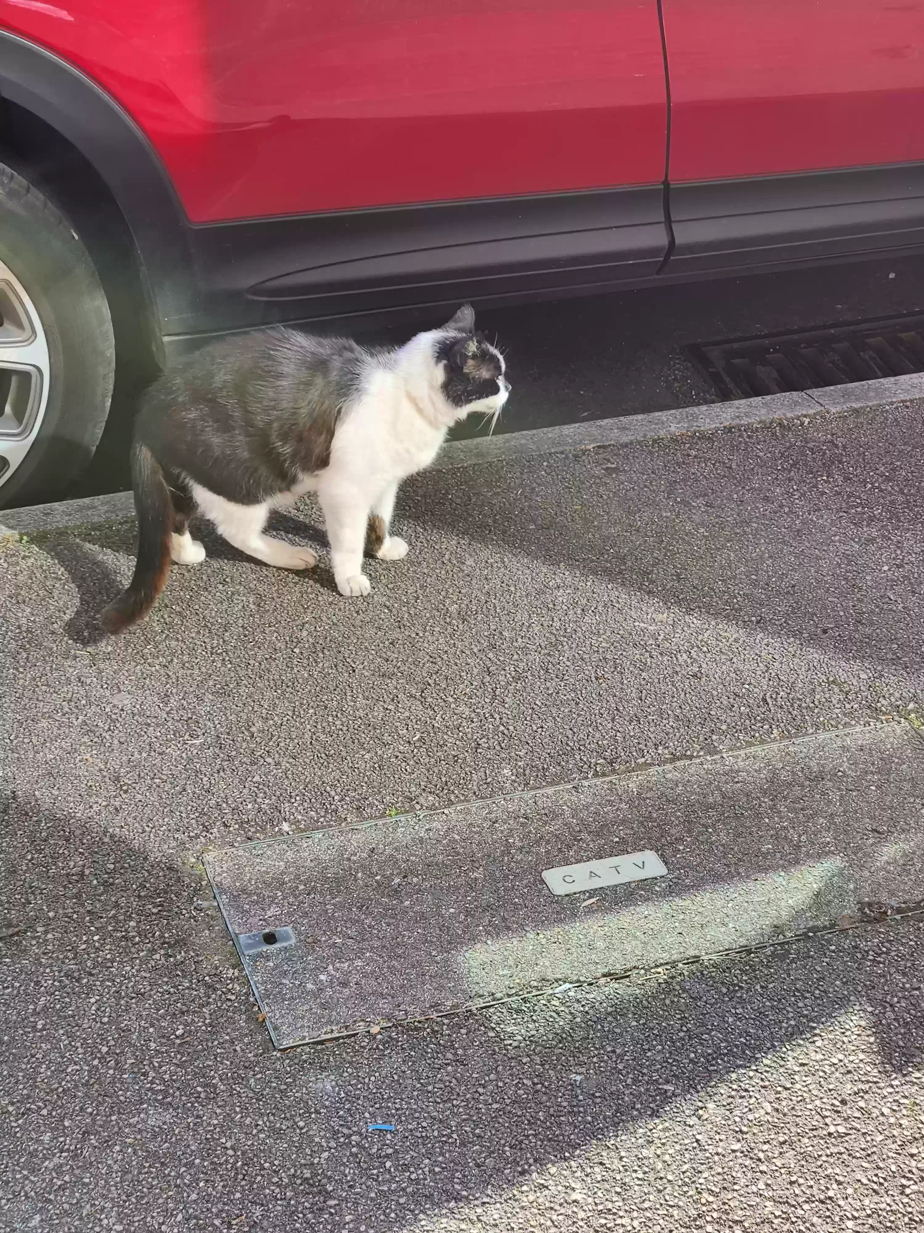 adoptable Cat in Manchester,England named Felix