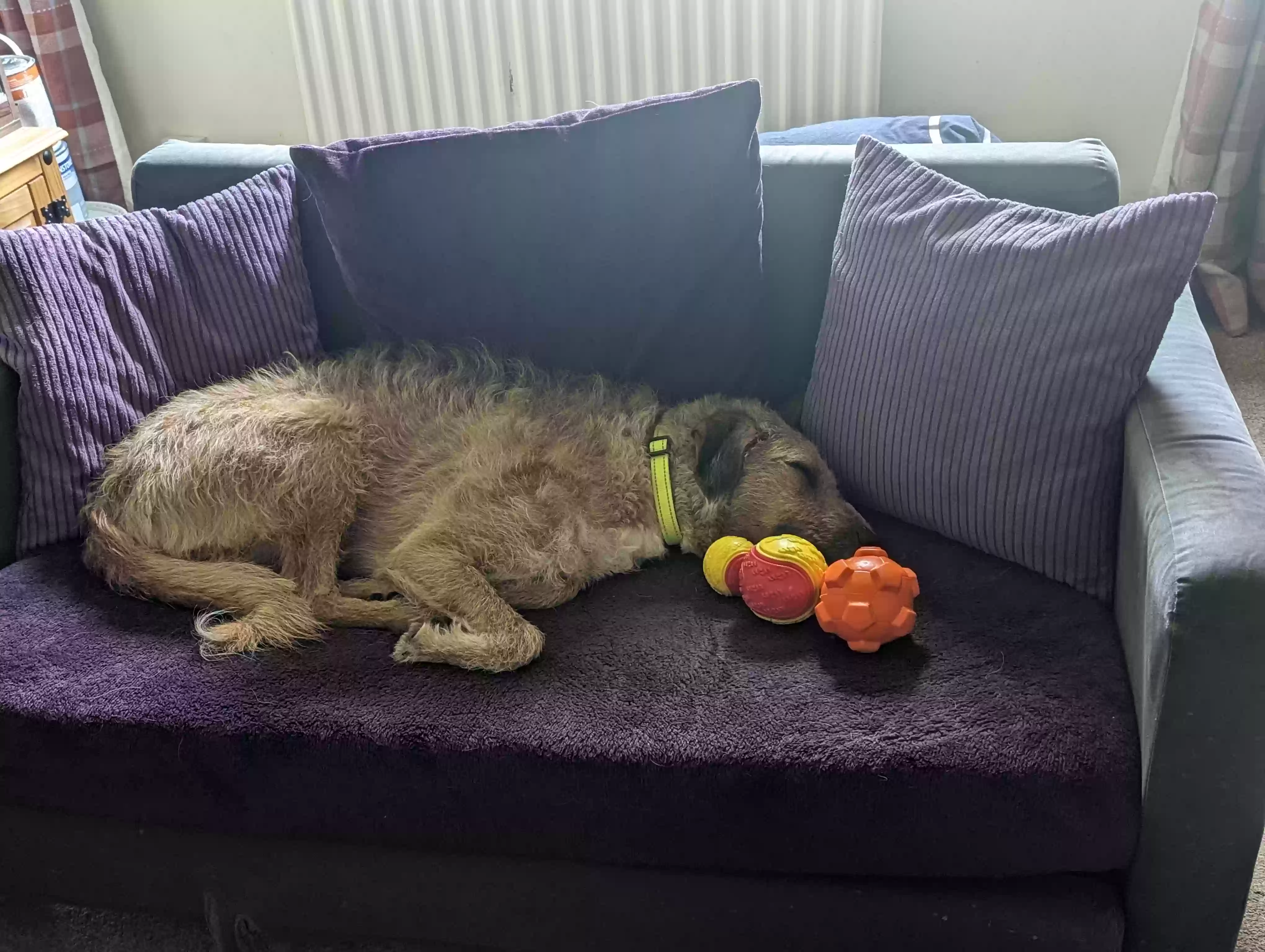 adoptable Dog in Manchester,England named George