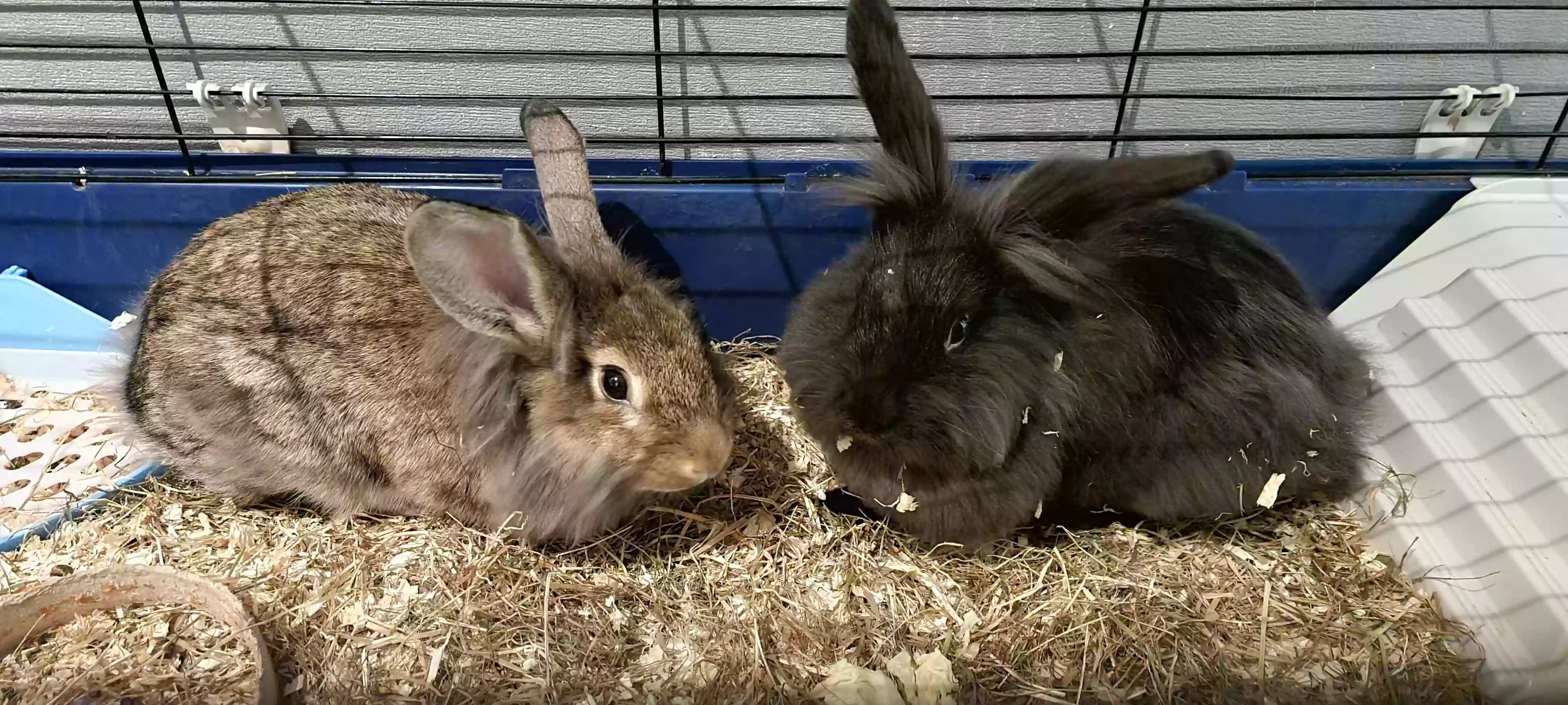 adoptable in Sunderland,England named Benji and bruno