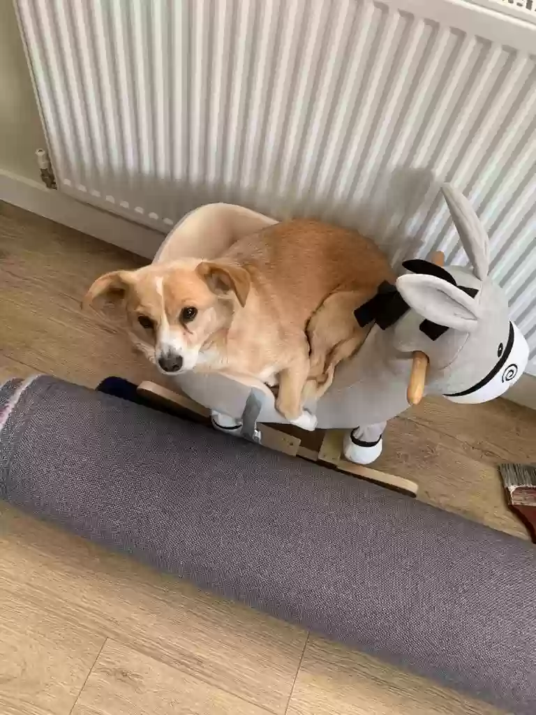 adoptable Dog in Coventry,England named Ira
