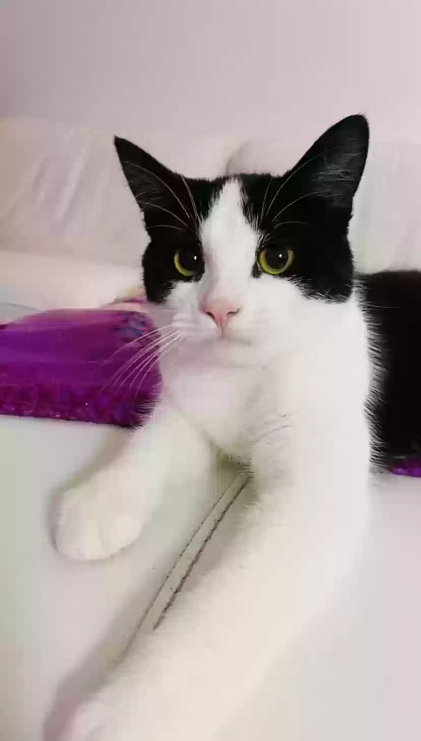 adoptable Cat in Manchester,England named Luna