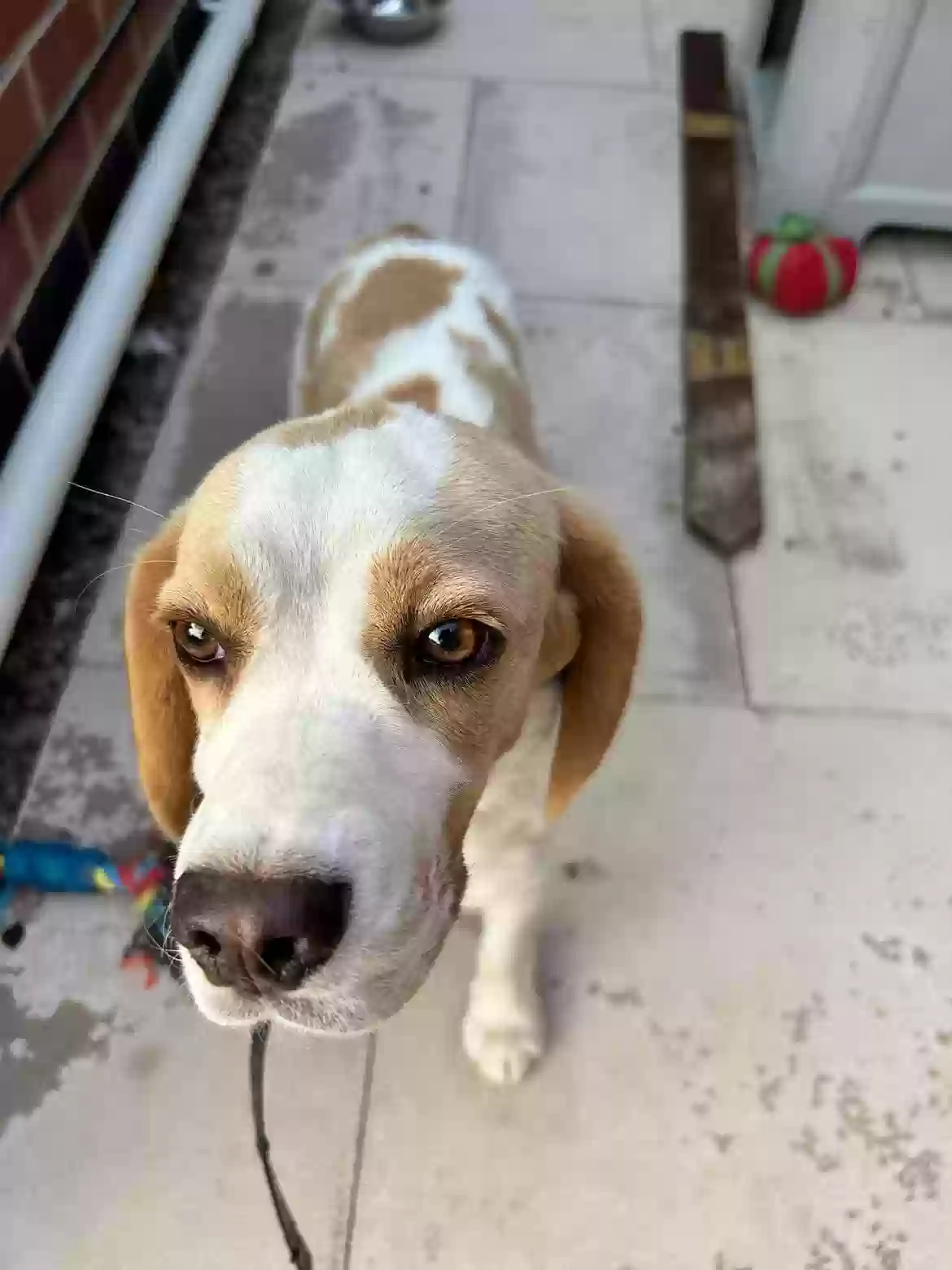 adoptable Dog in Derby,England named Chase
