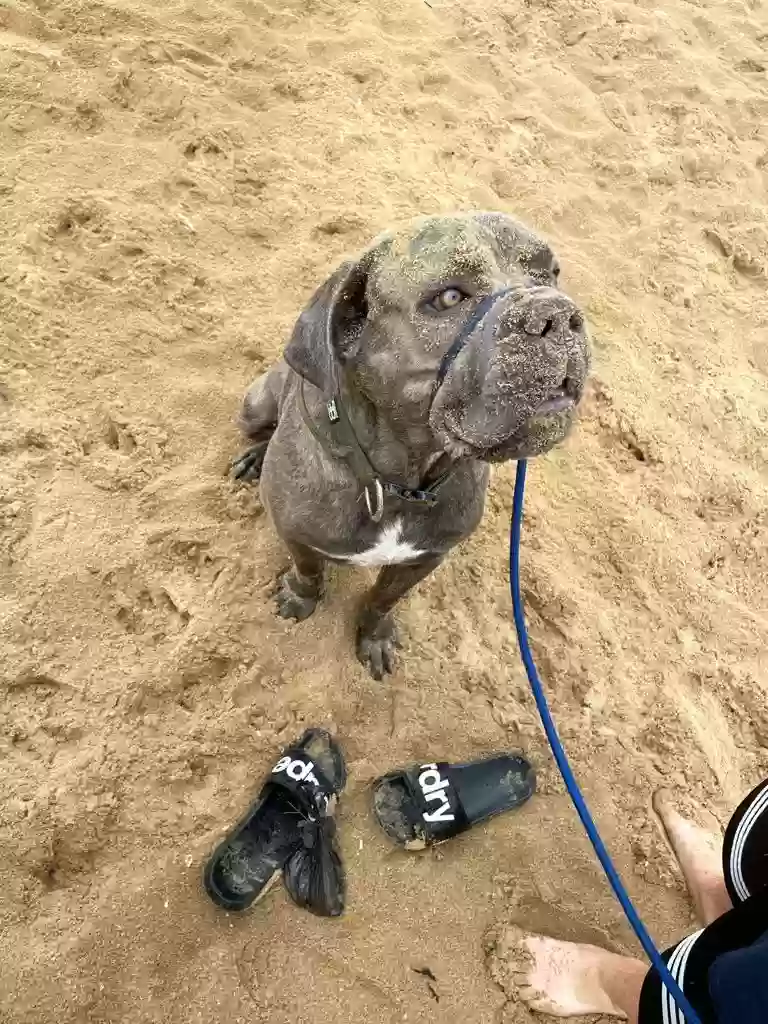 adoptable Dog in Canterbury,England named Enzo