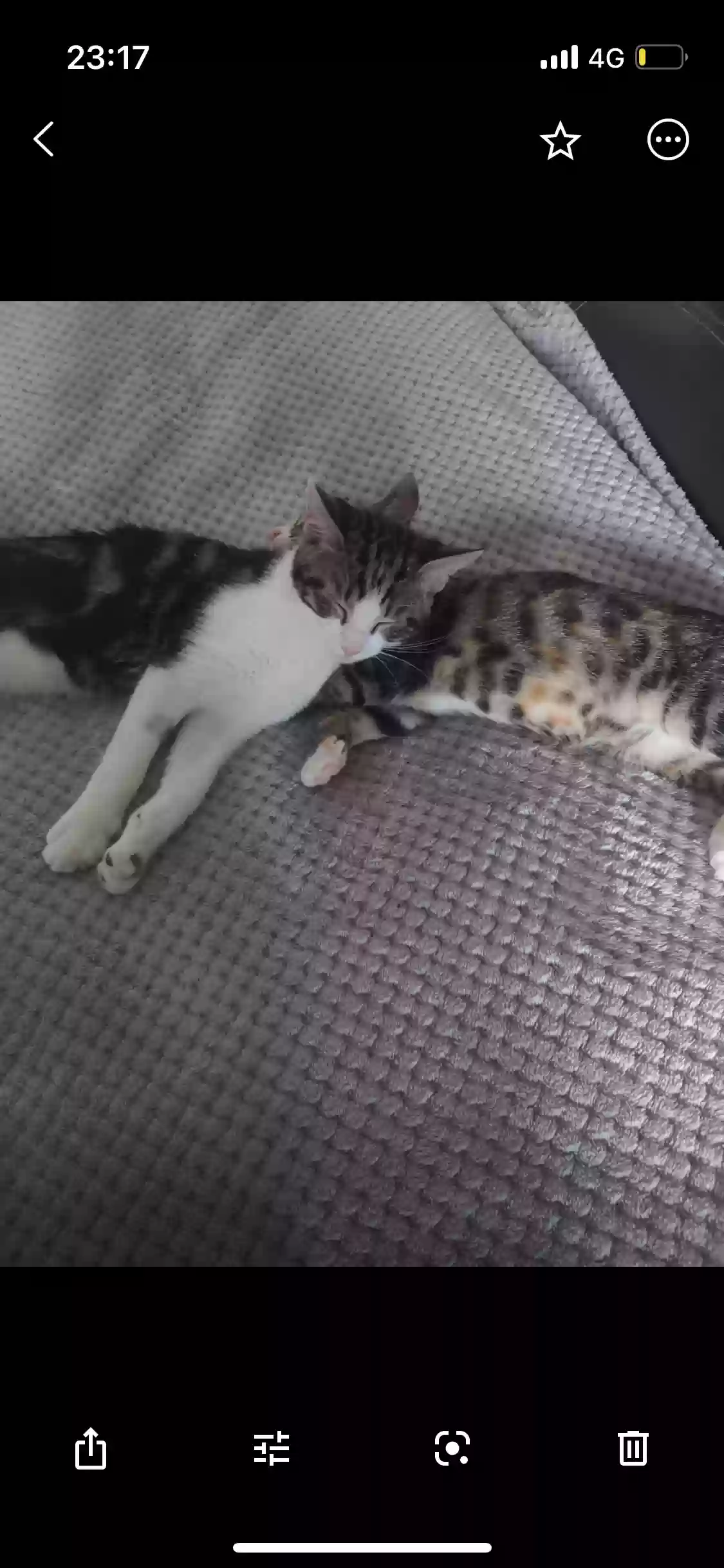 adoptable Cat in London,England named Bella
