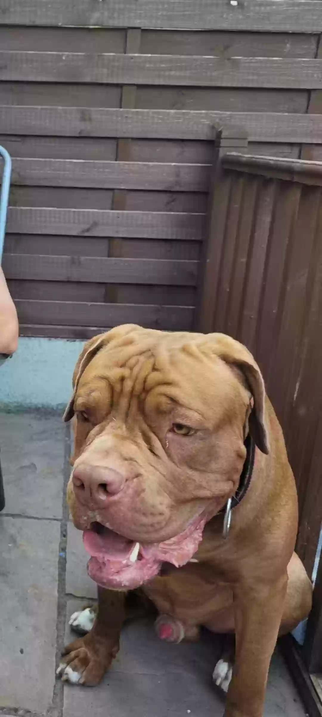 adoptable Dog in Chelmsford,England named Buddy