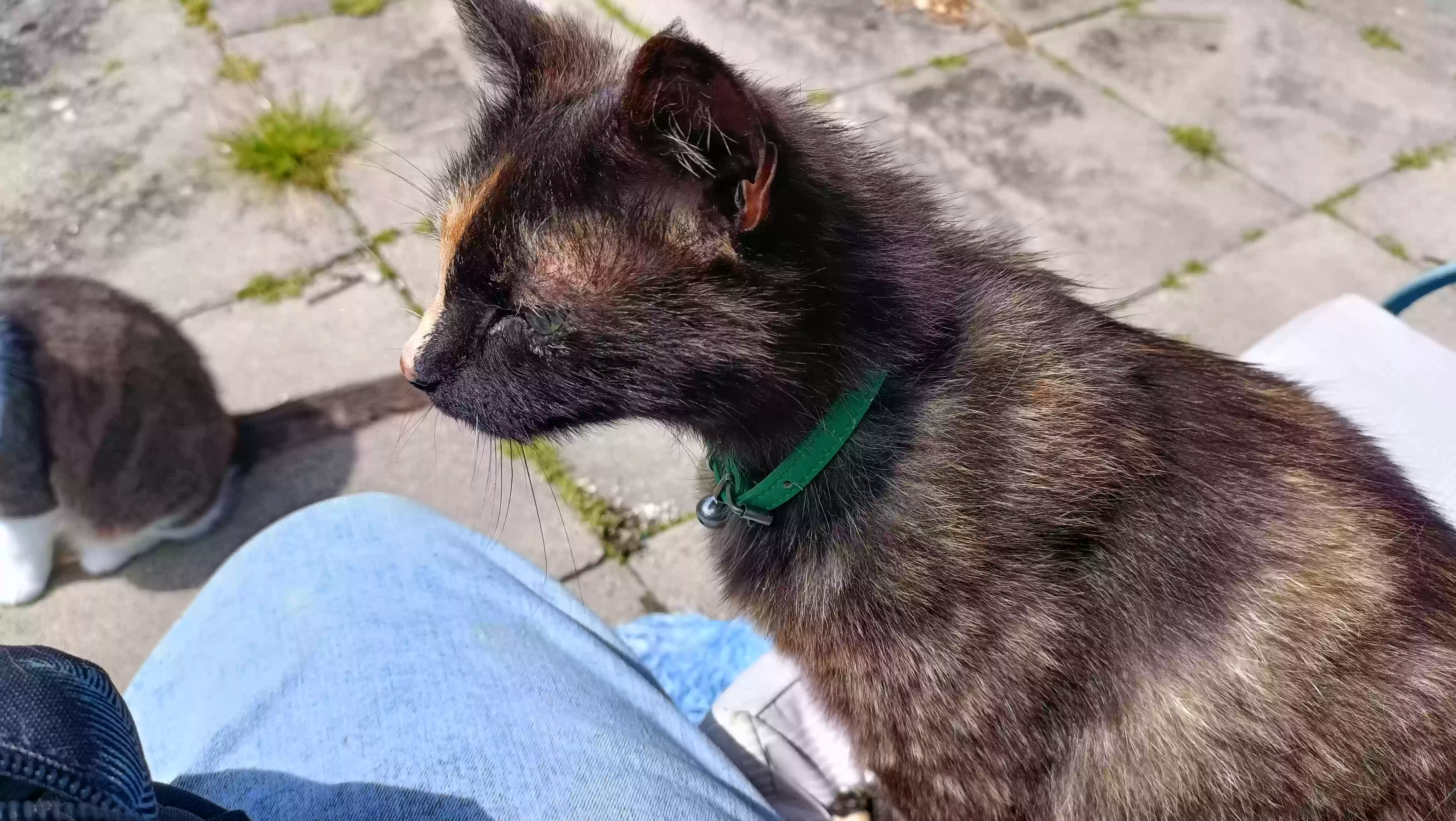 adoptable Cat in Belfast,Northern Ireland named Callie