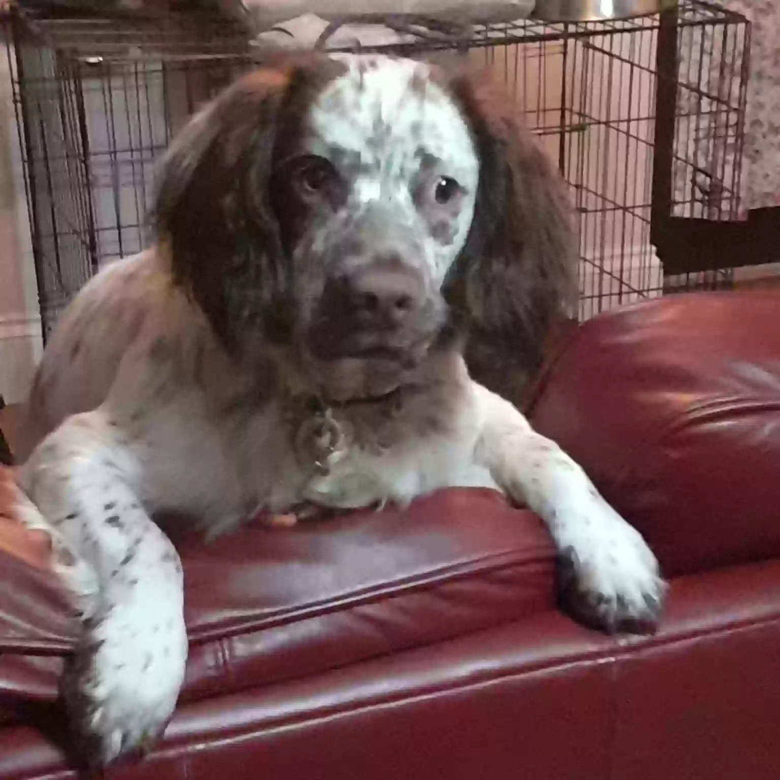 adoptable Dog in Bristol,England named Stanley