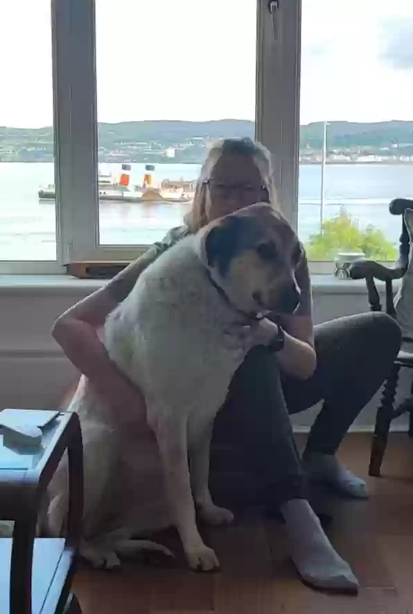 adoptable Dog in Glasgow,Scotland named Zoe
