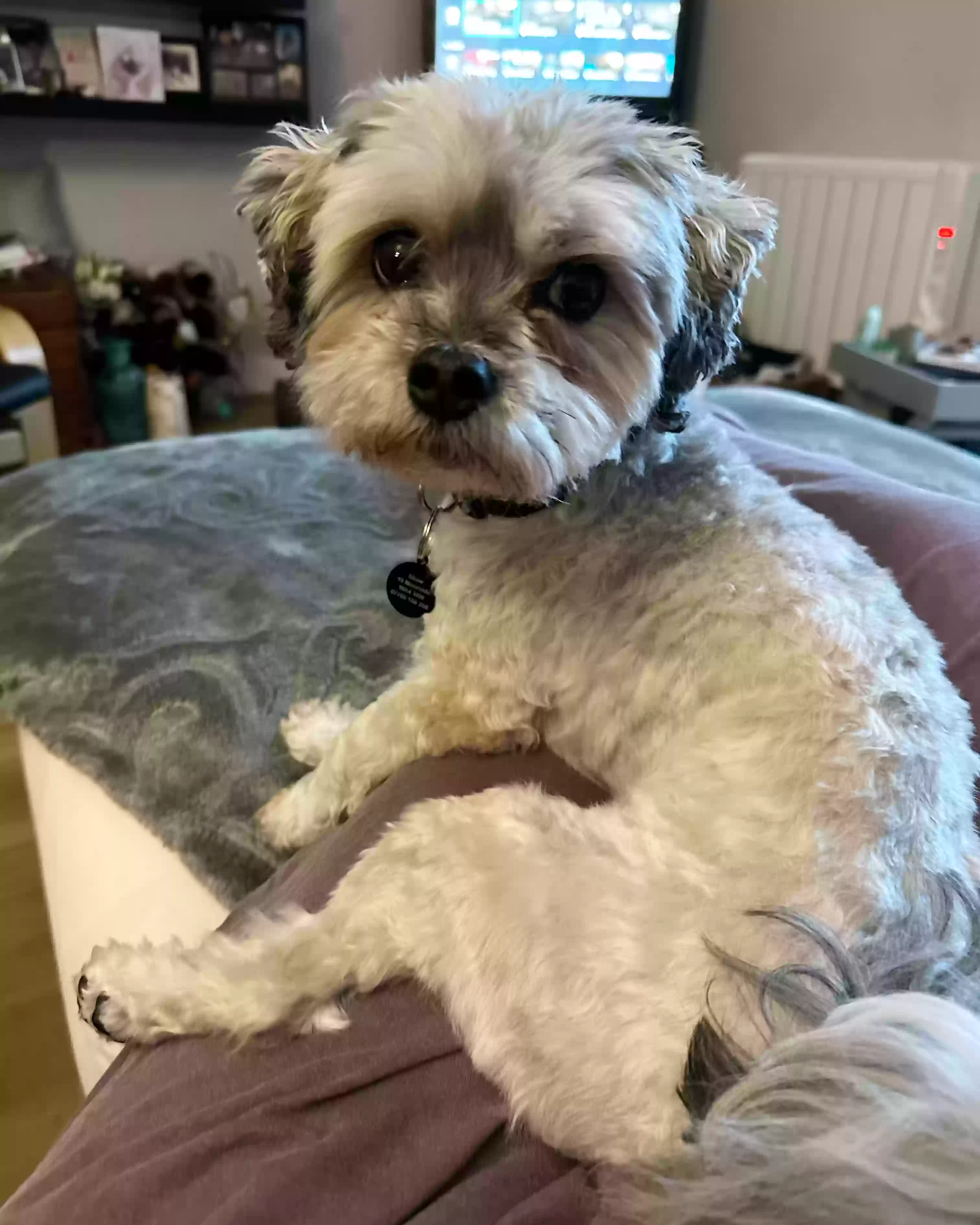 adoptable Dog in Manchester,England named Percy
